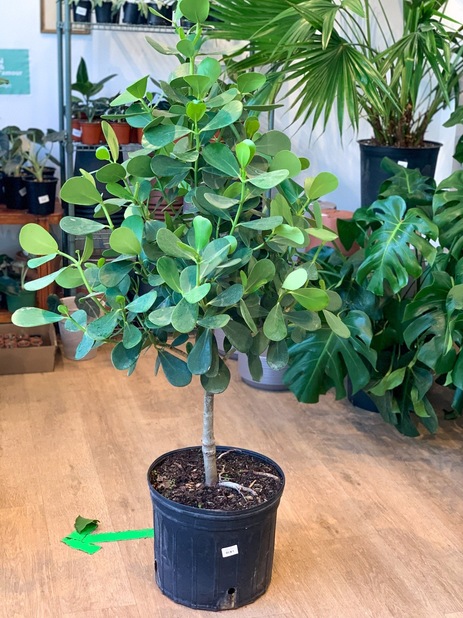 Clémence (Clusia) - Alma Plantes