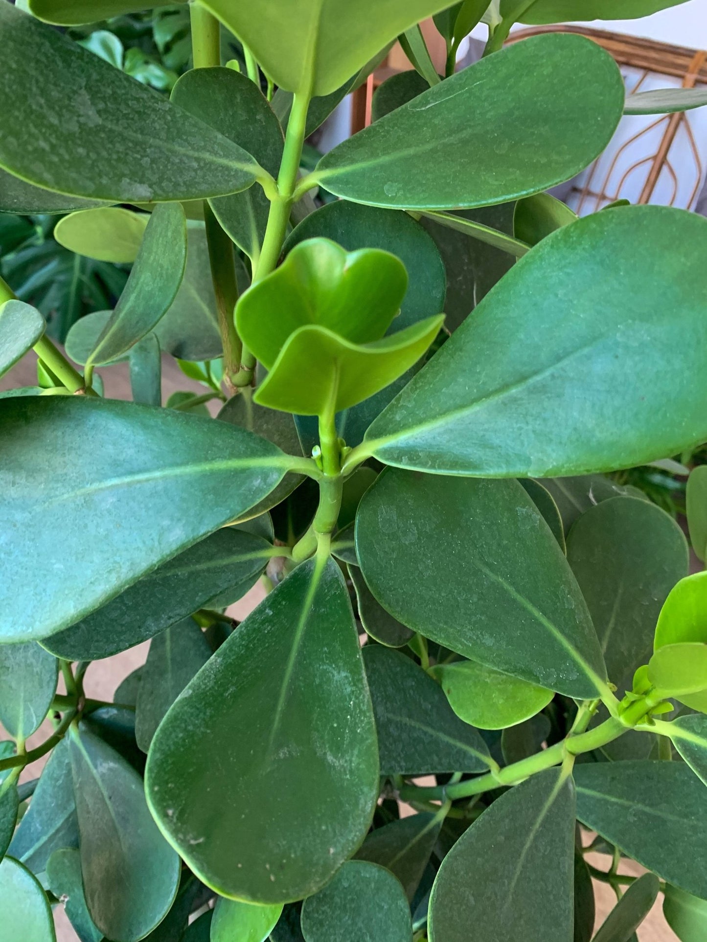 Clémence (Clusia) - Alma Plantes