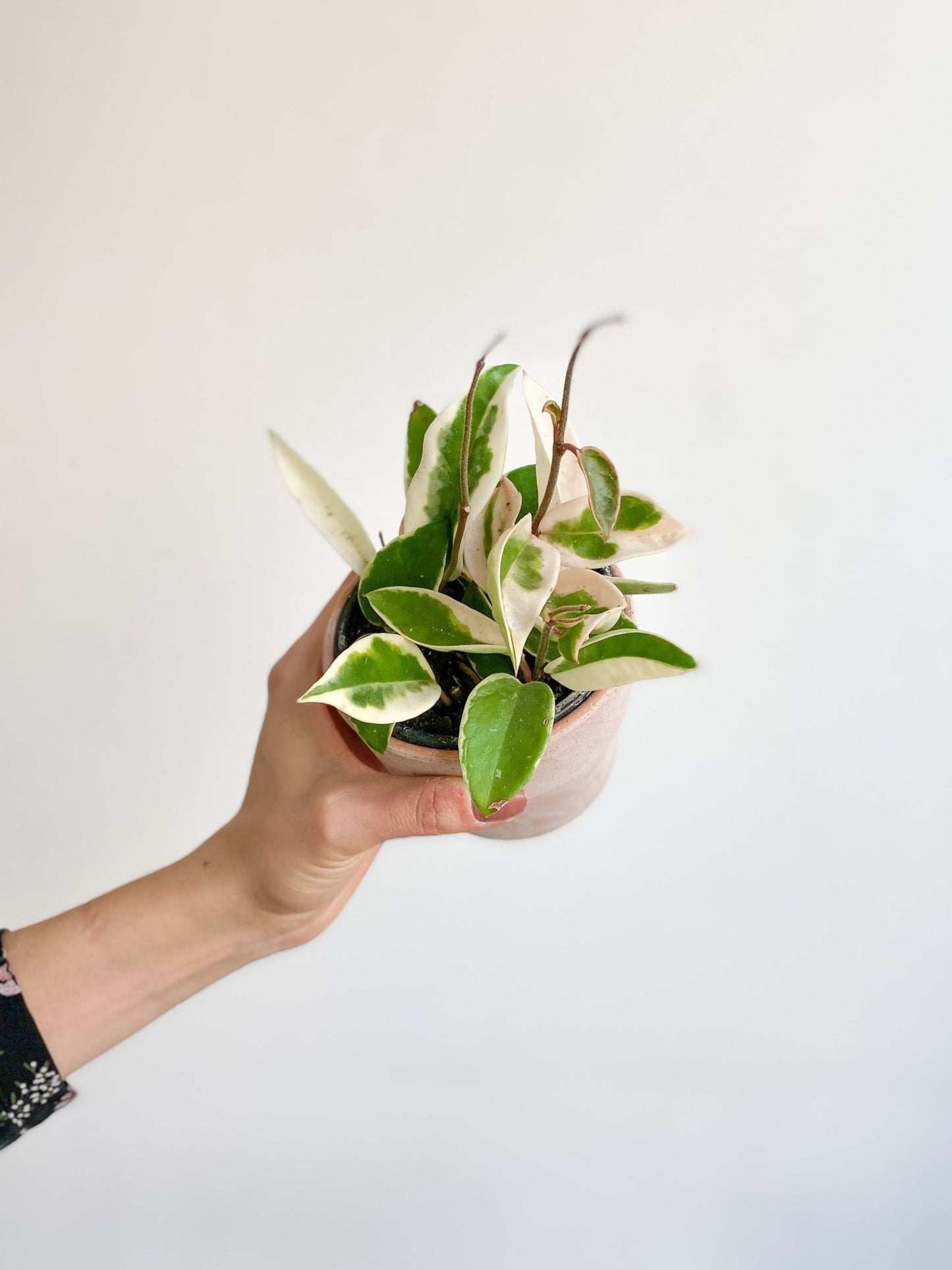 Cléo (Hoya) - Alma Plantes