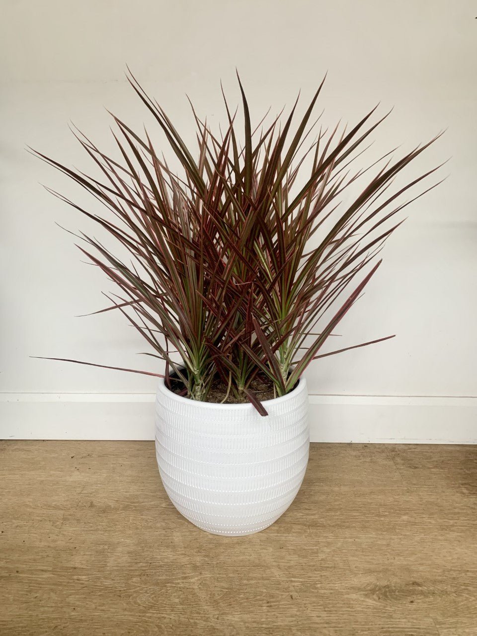 Colbert (Dracaena) - Alma Plantes