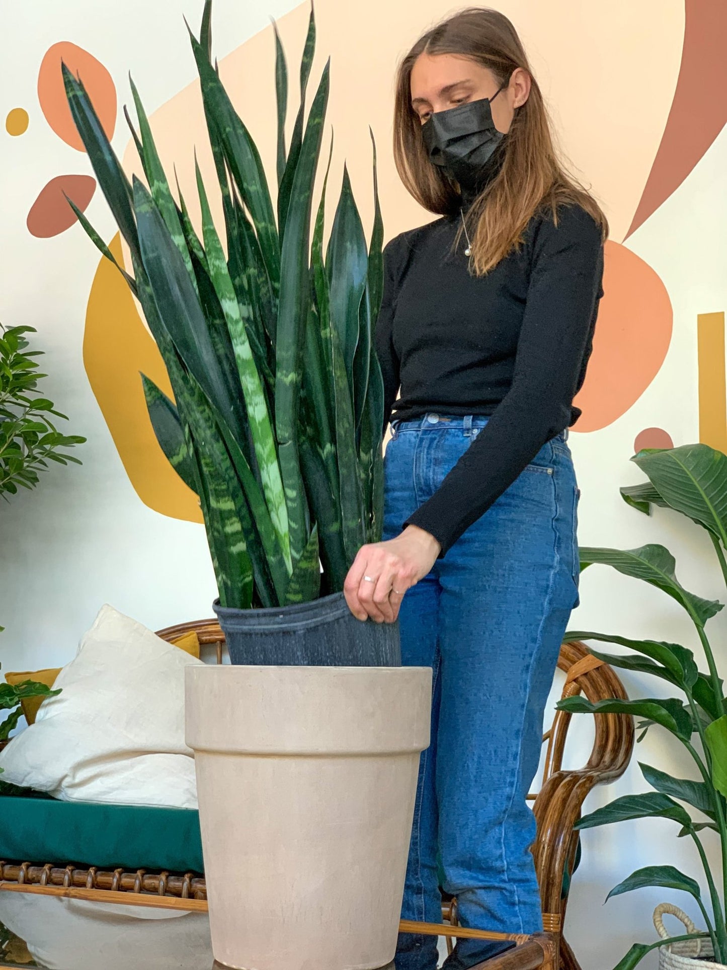 Coralie (Sansevière) - Alma Plantes