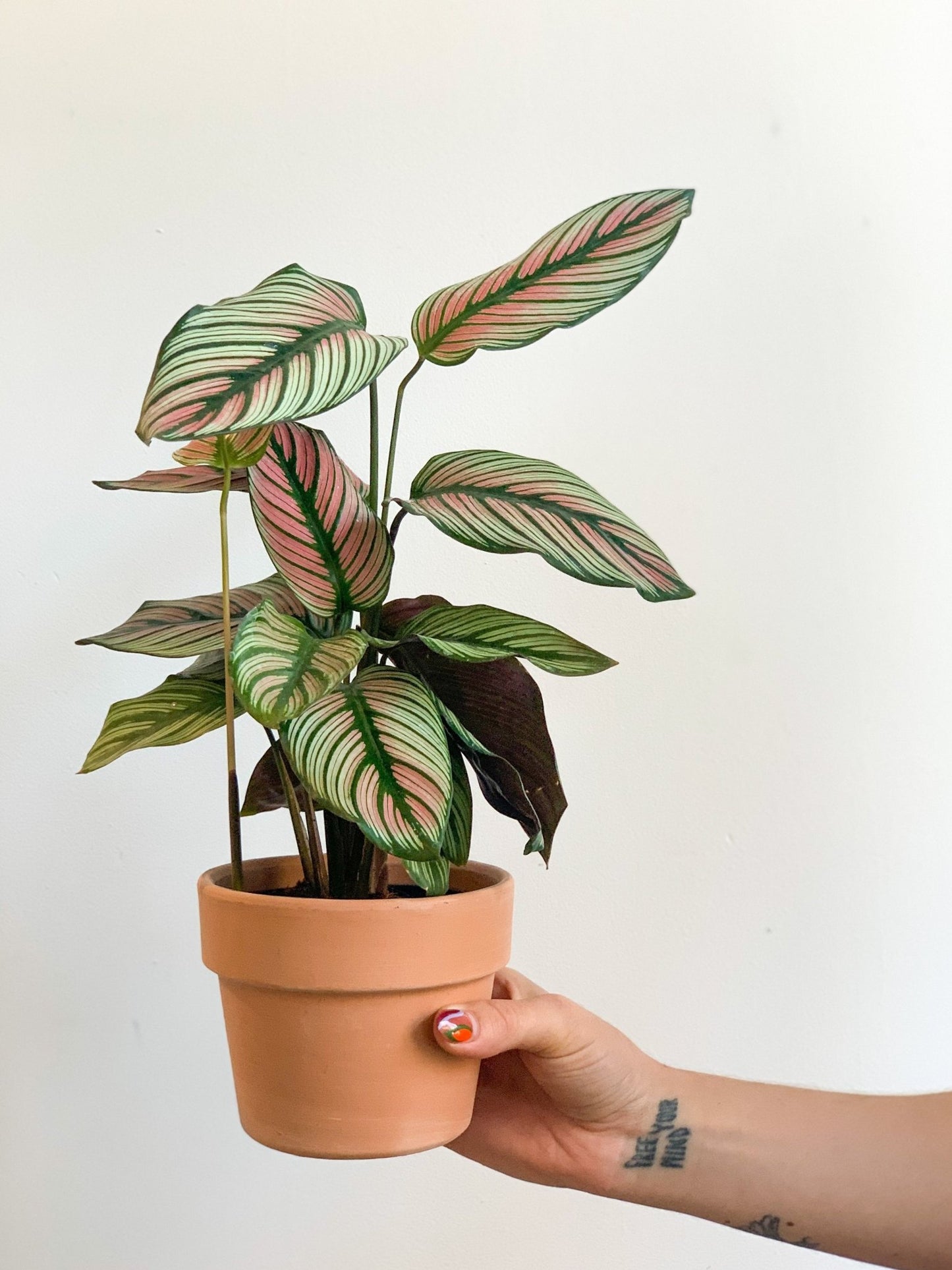 Creed (Calathea) - Alma Plantes