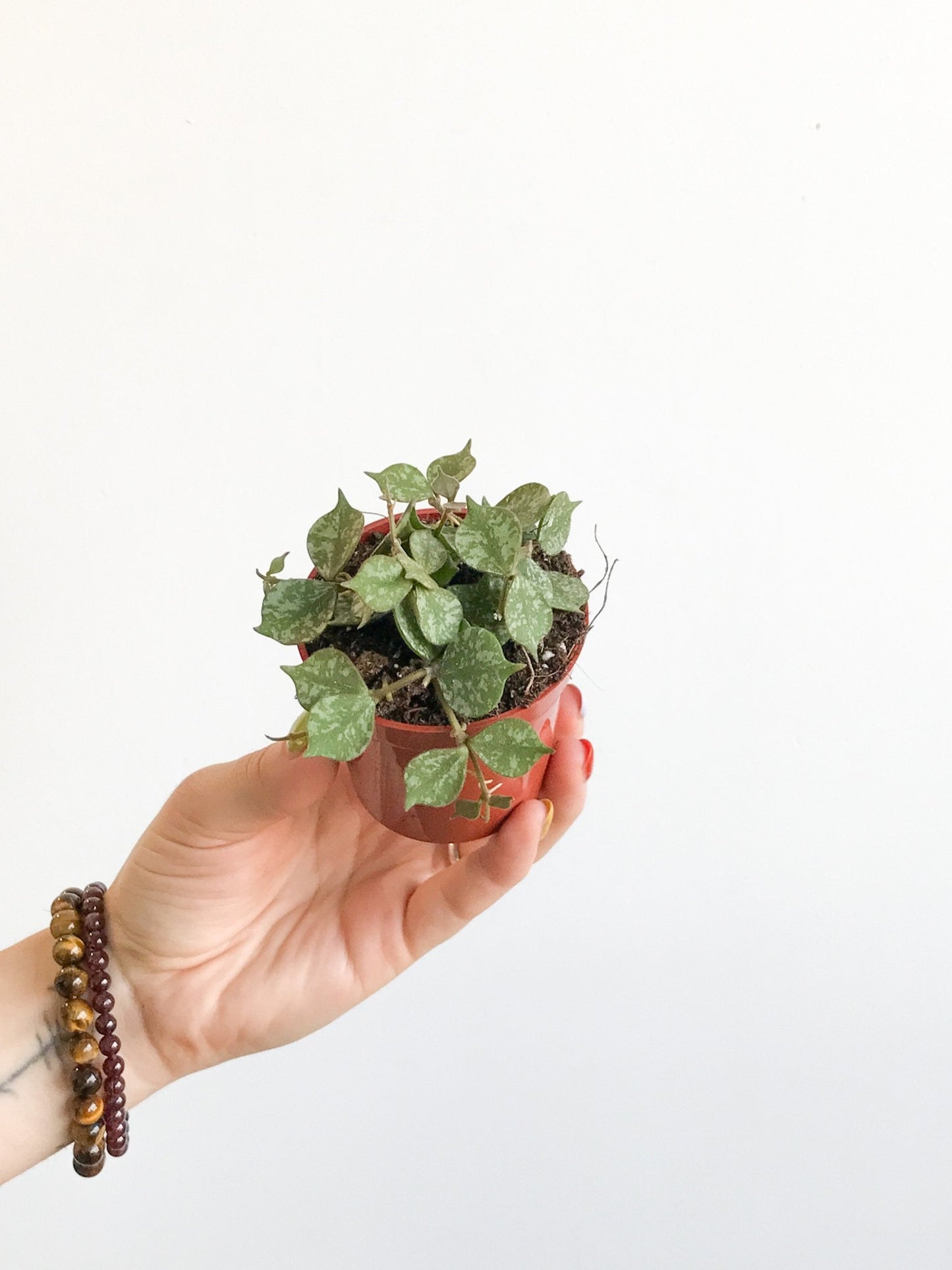 Curtis (Hoya) - Alma Plantes