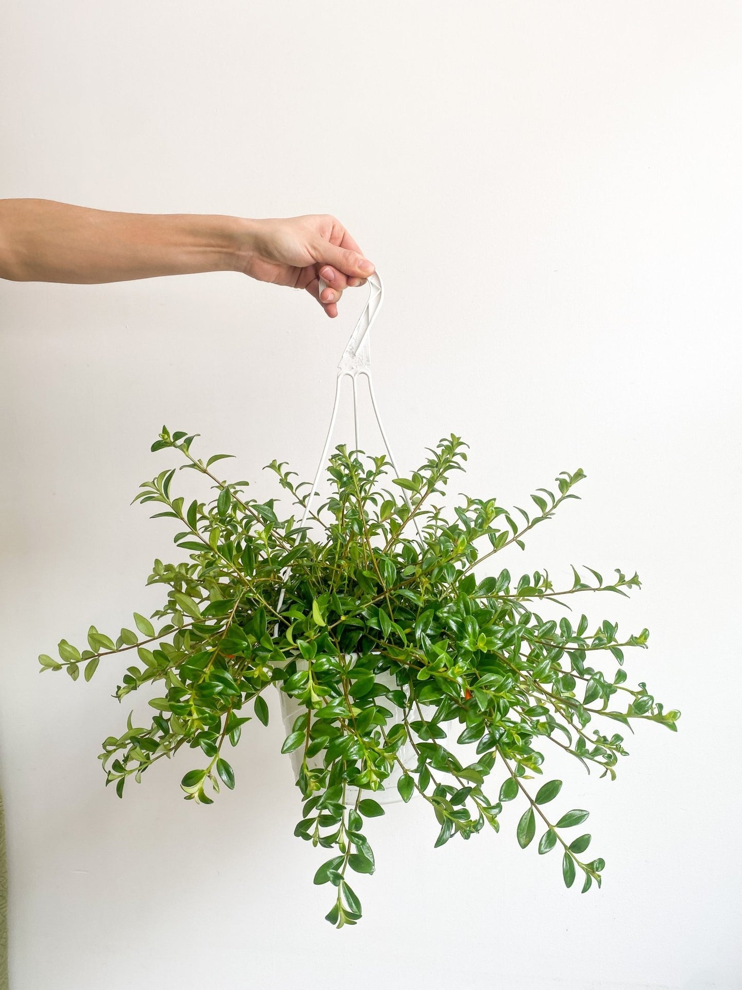 Cyril (Hypocerta) - Alma Plantes