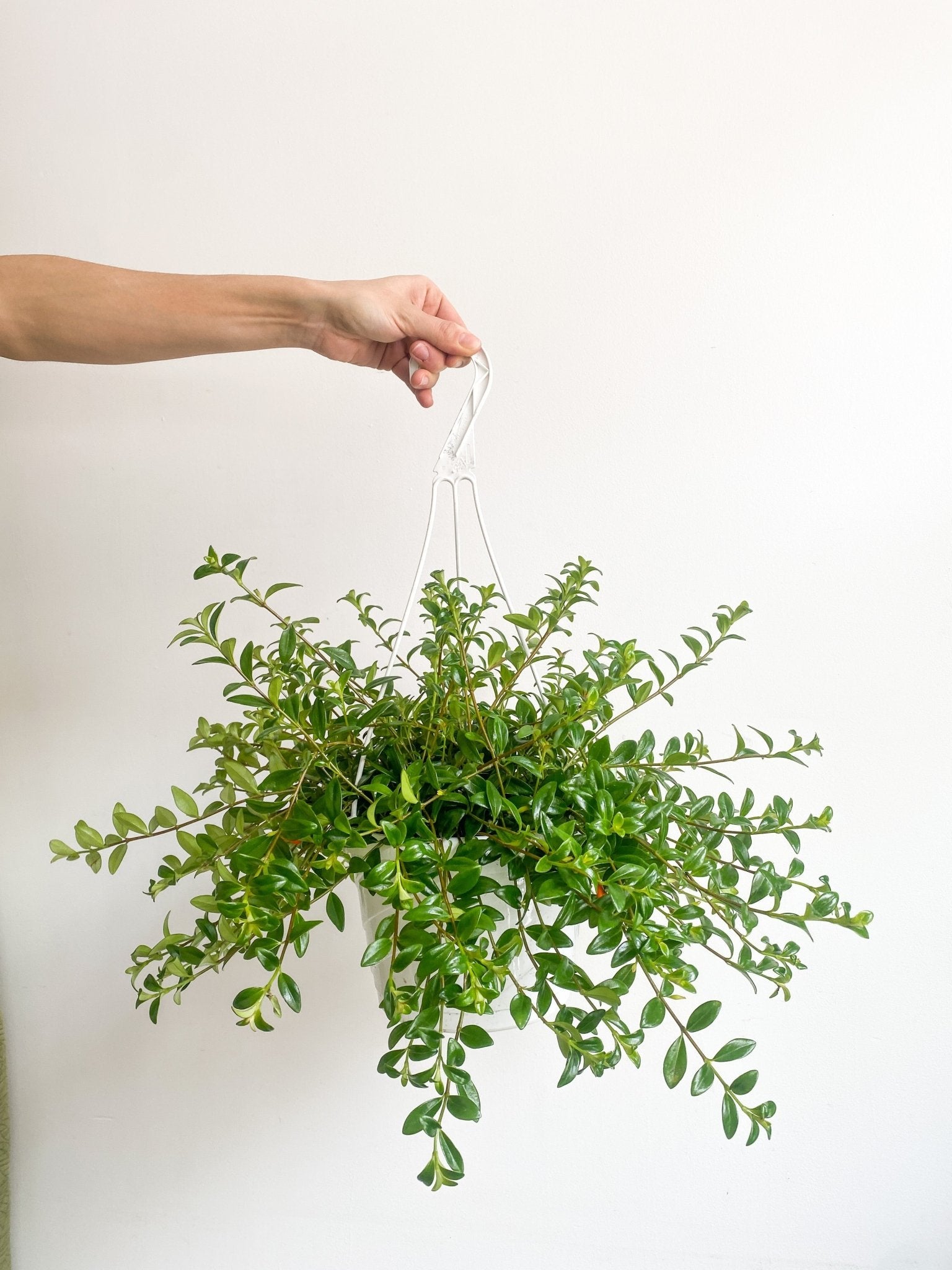 Cyril (Hypocerta) - Alma Plantes