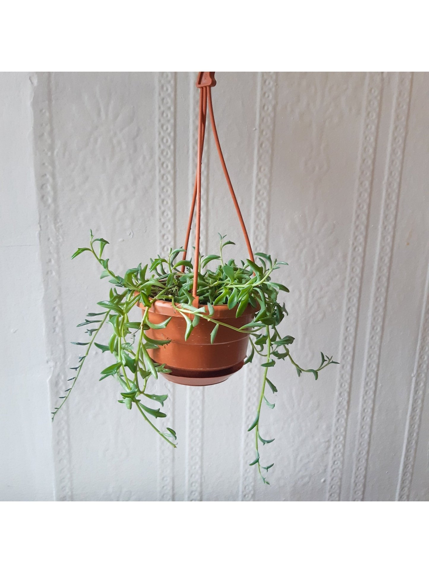 Dauphine (Senecio) - Alma Plantes