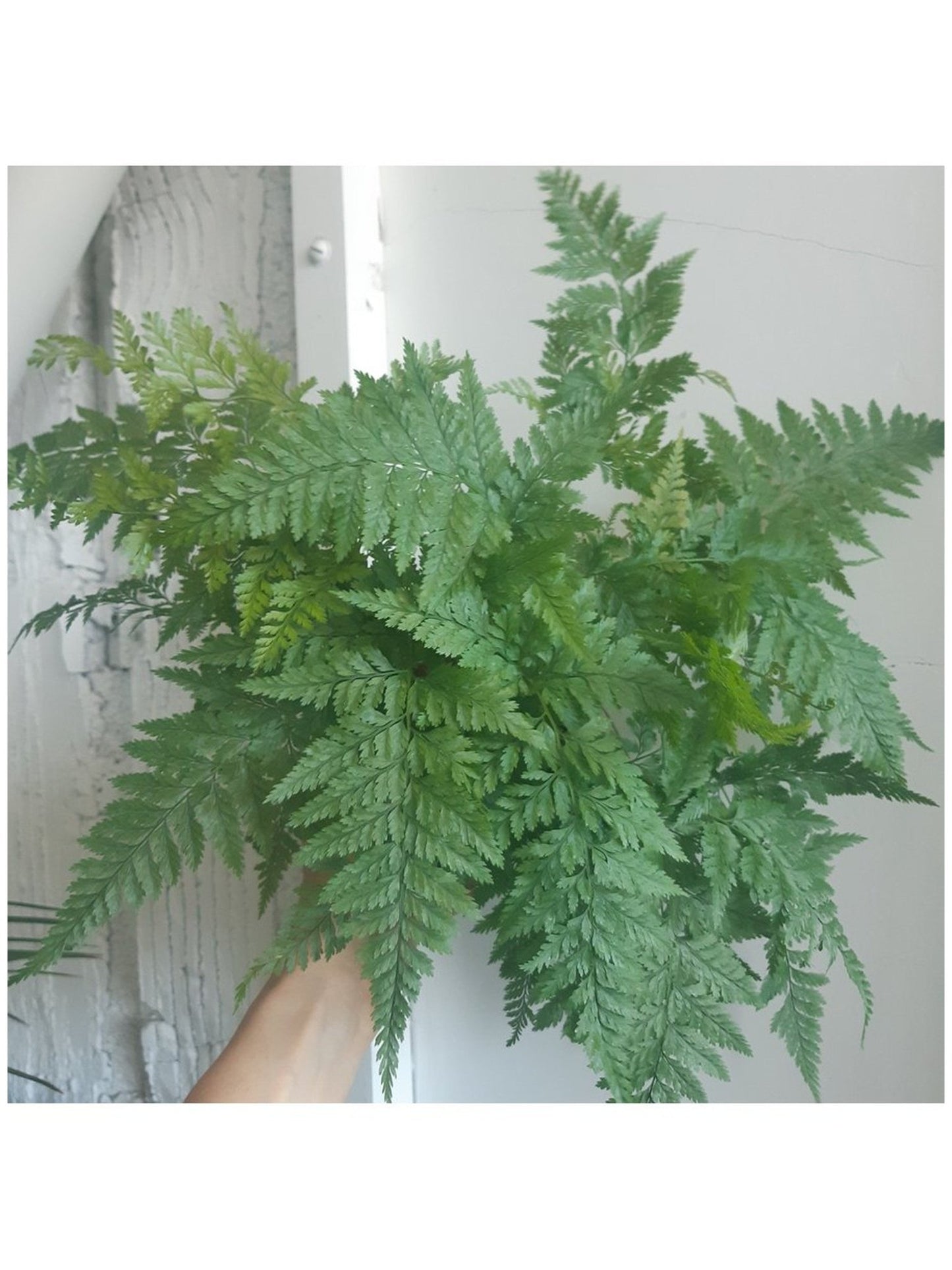 Davallia (fougère) - Alma Plantes