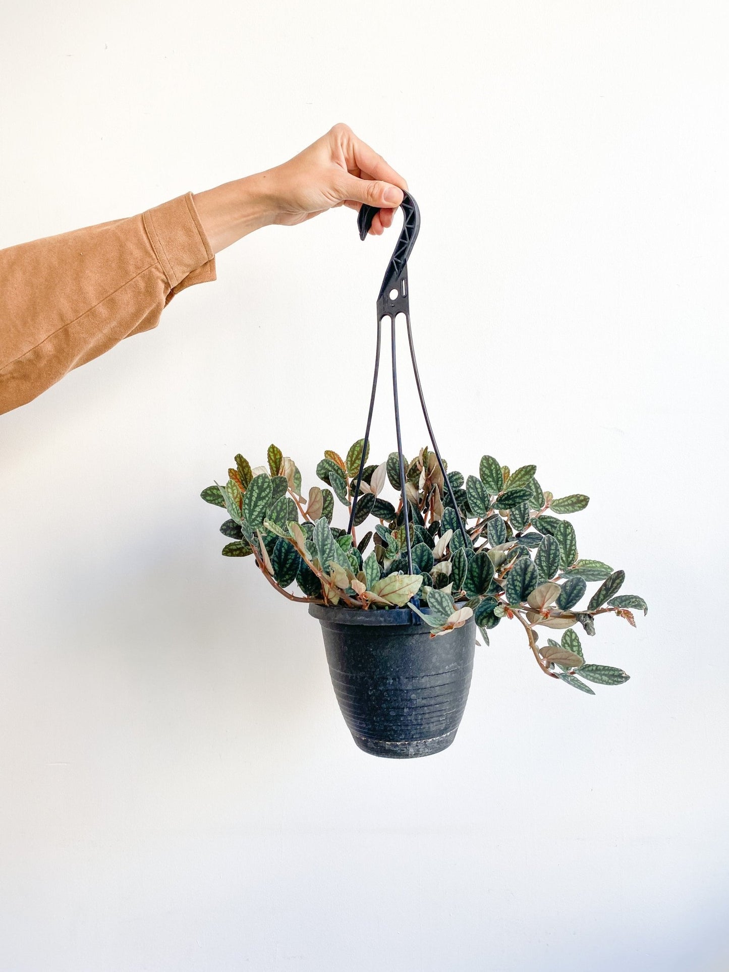 Dave (Pellionia) - Alma Plantes