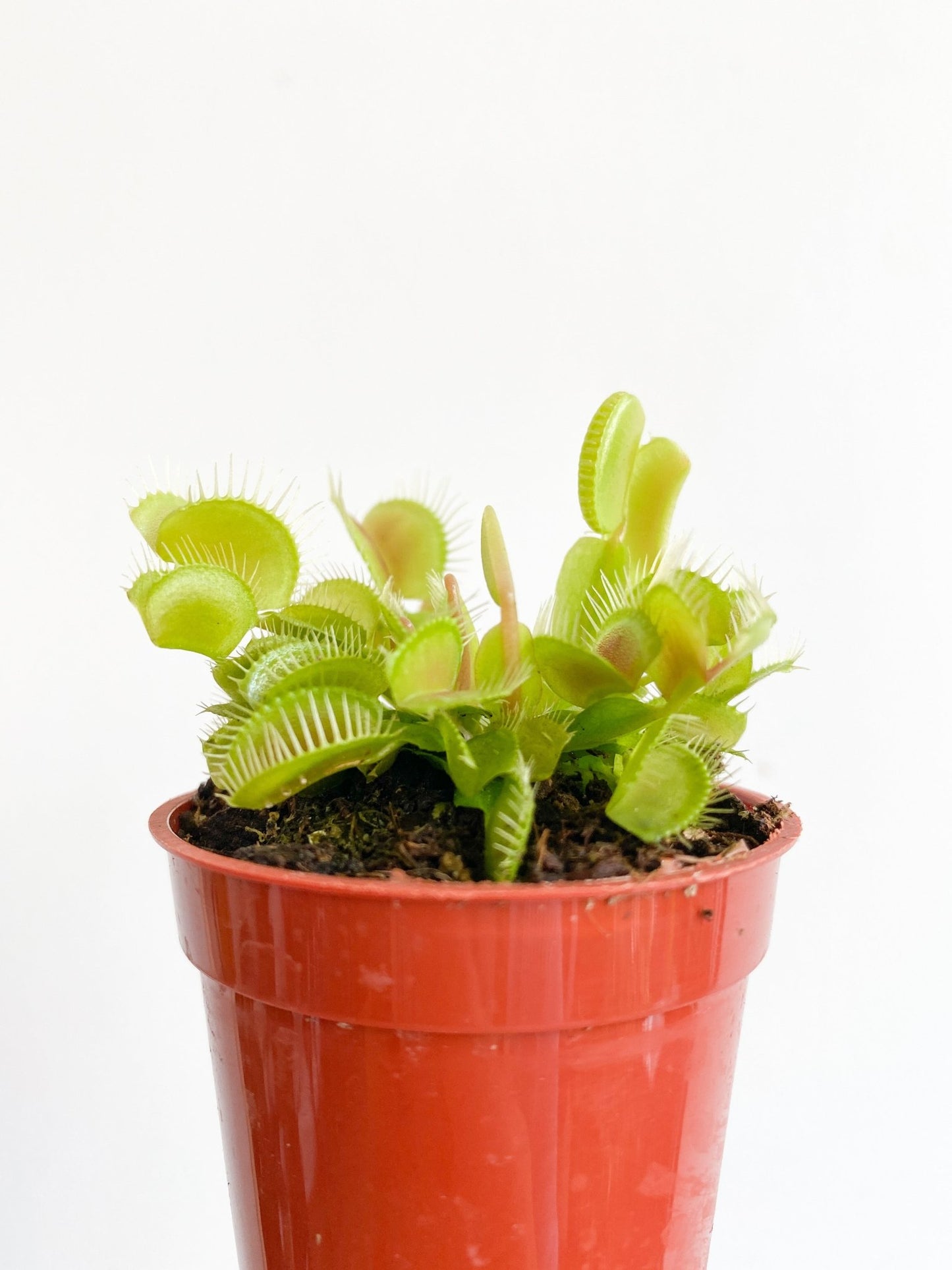 Diane (Dionaea) * plante carnivore - Alma Plantes