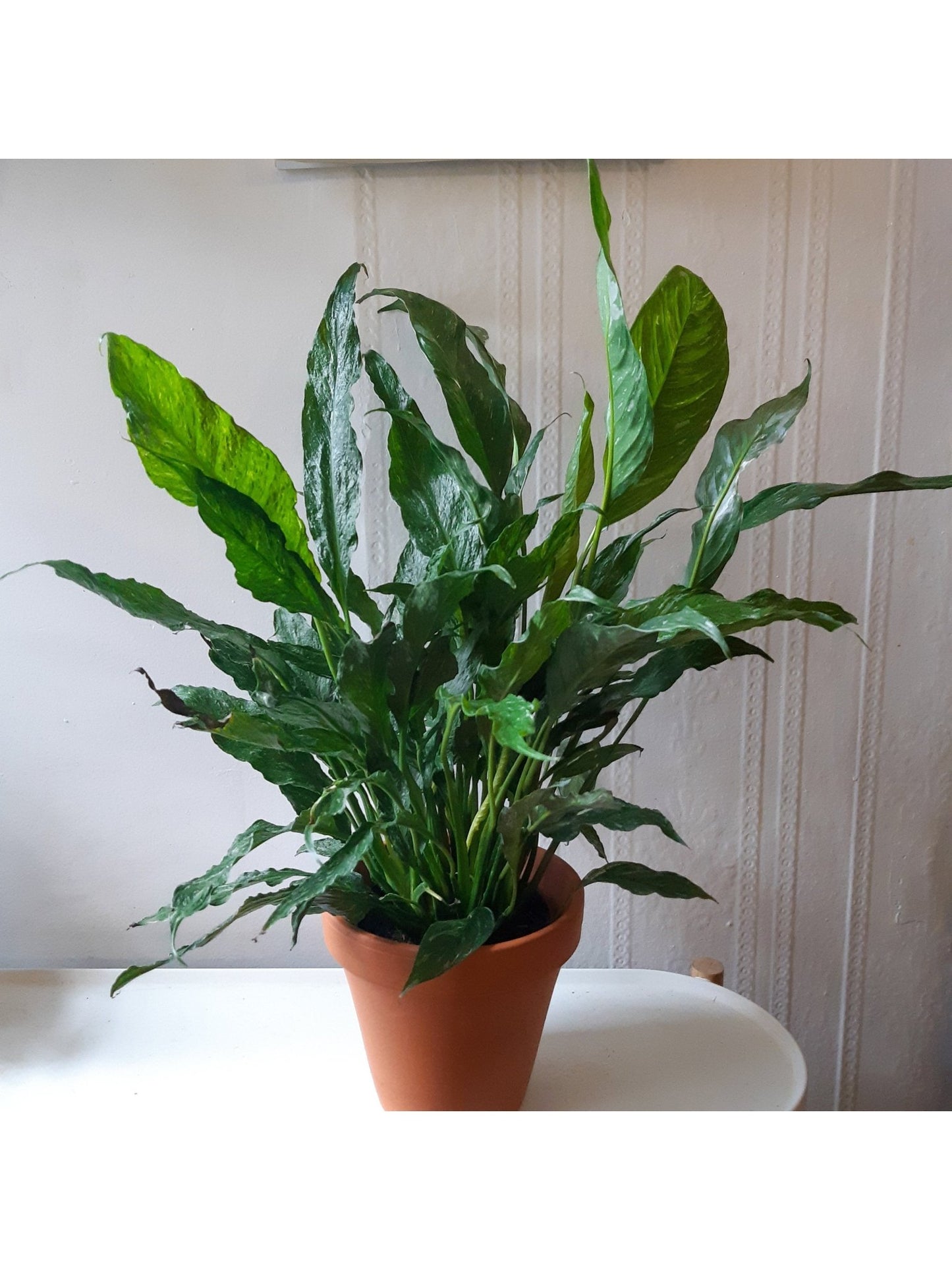 Domino (Spathiphyllum) - Alma Plantes