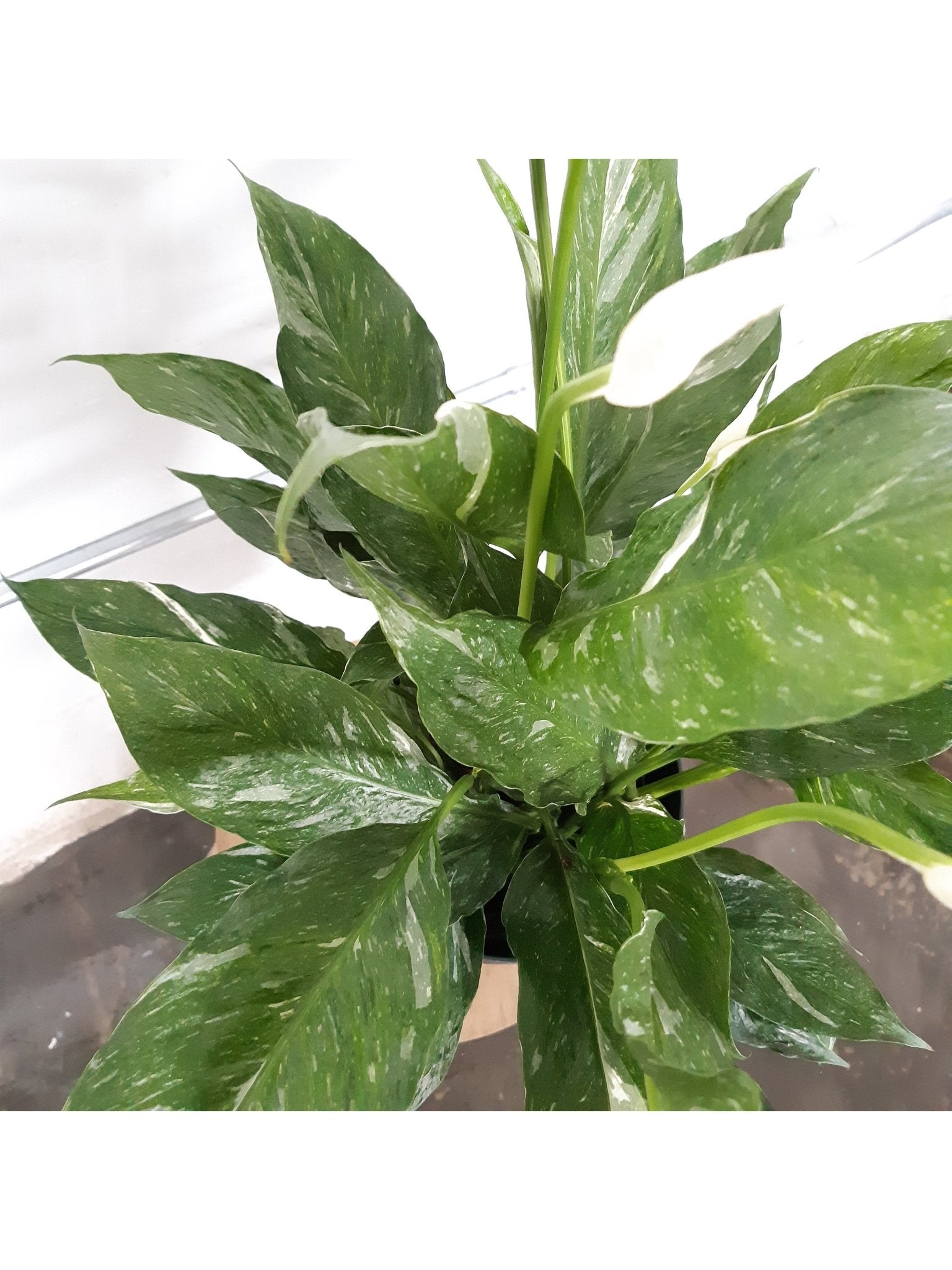Domino (Spathiphyllum) - Alma Plantes