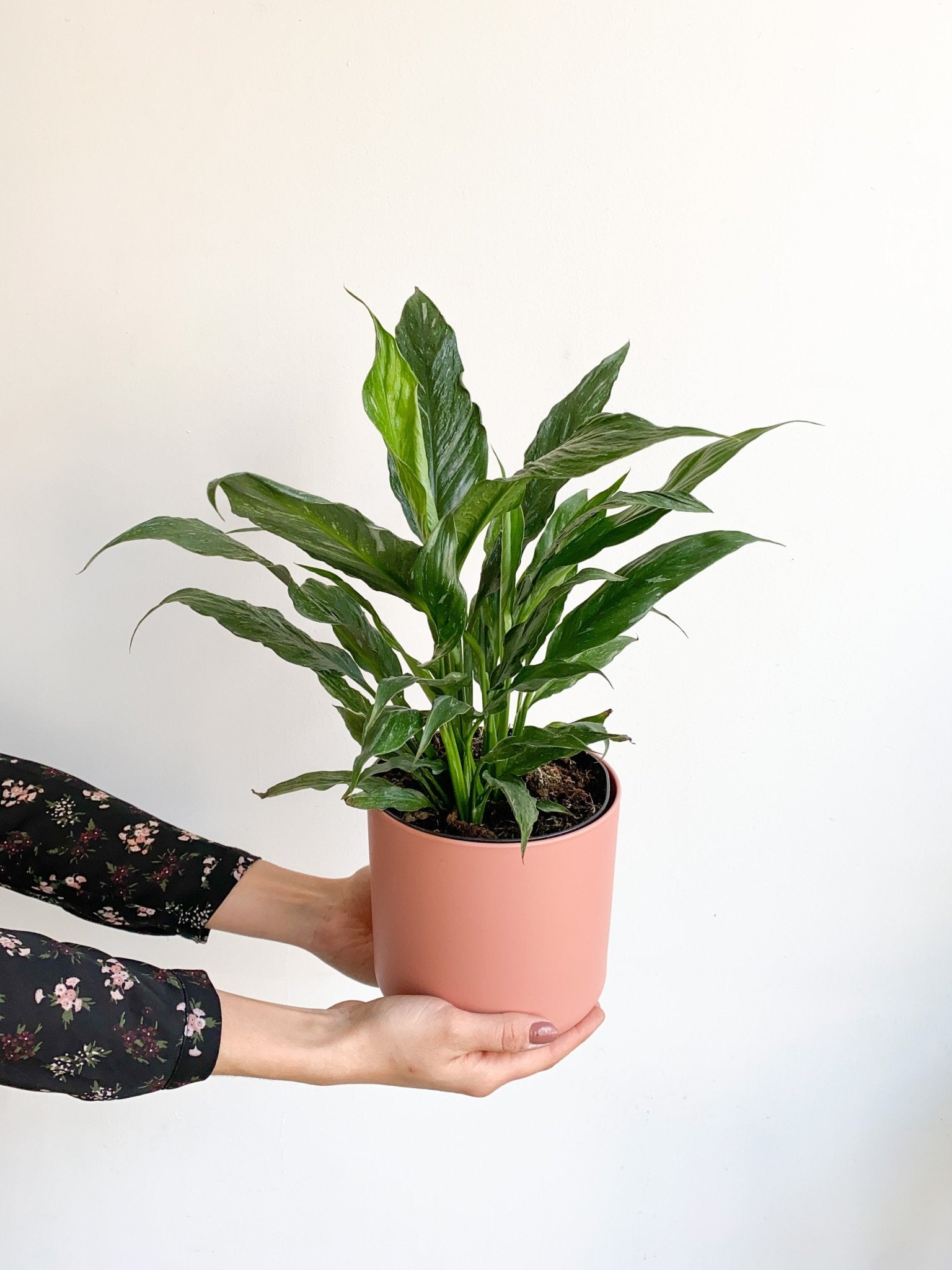 Domino (Spathiphyllum) - Alma Plantes