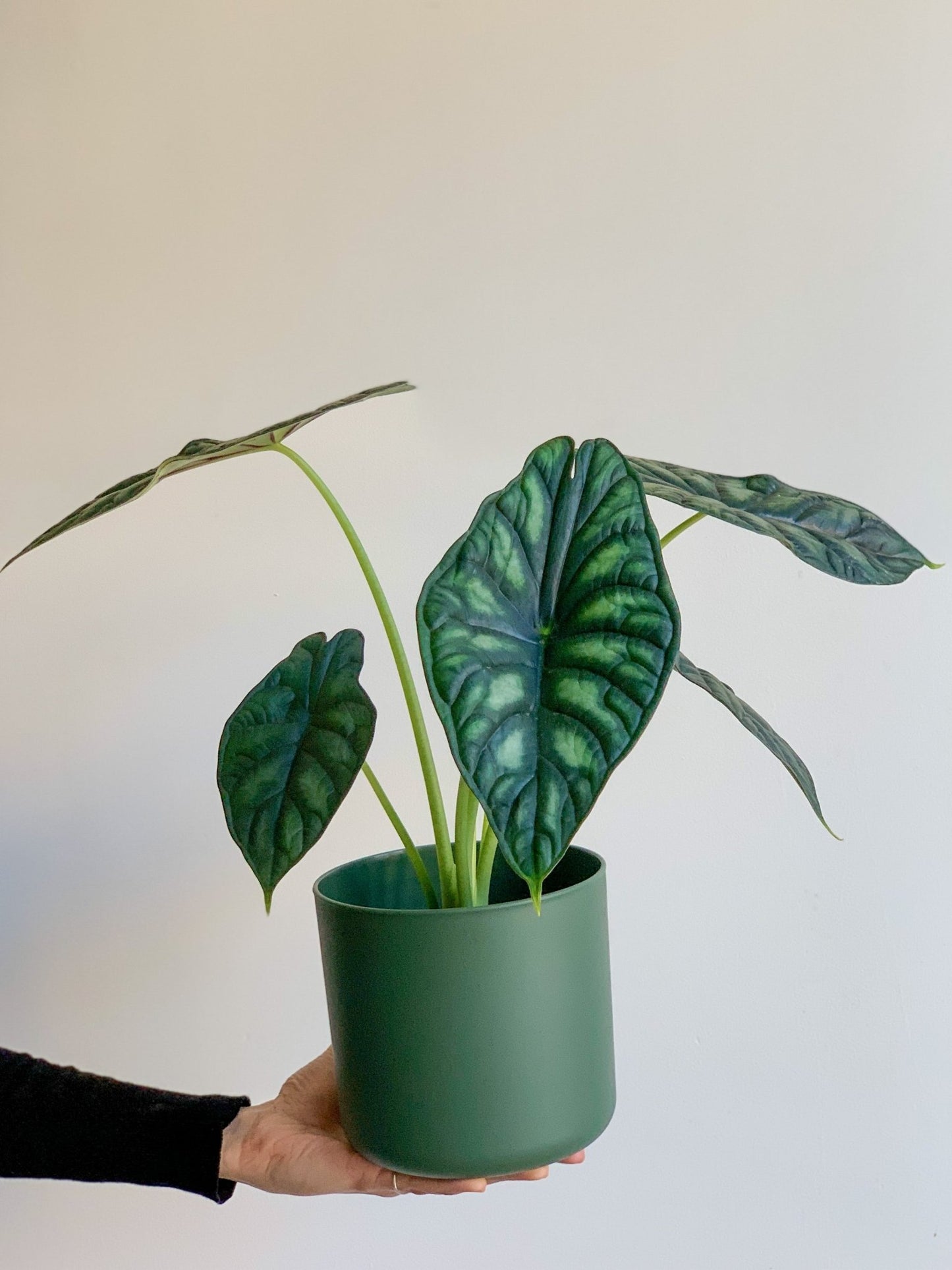 Drago (Alocasia) - Alma Plantes