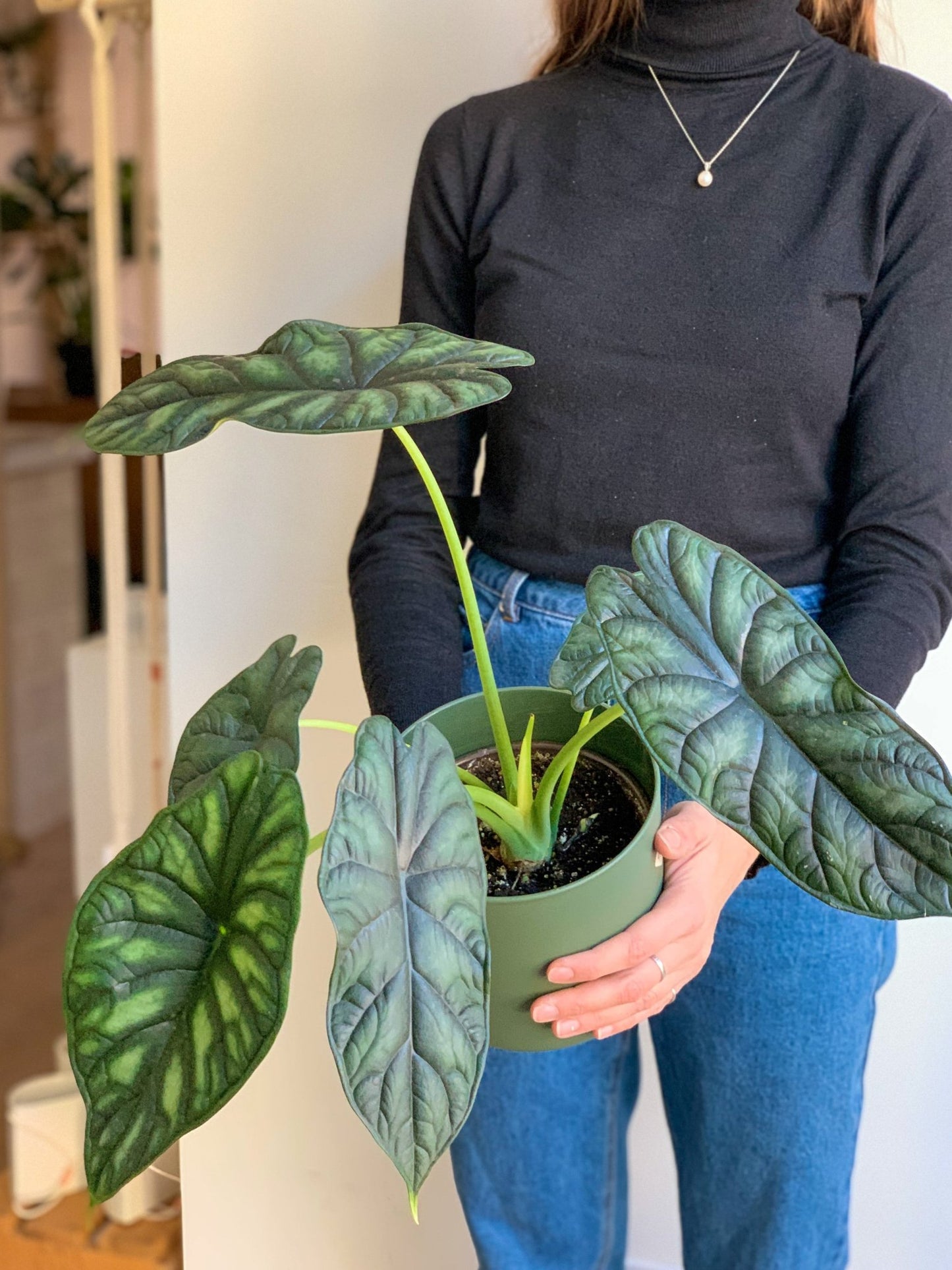 Drago (Alocasia) - Alma Plantes