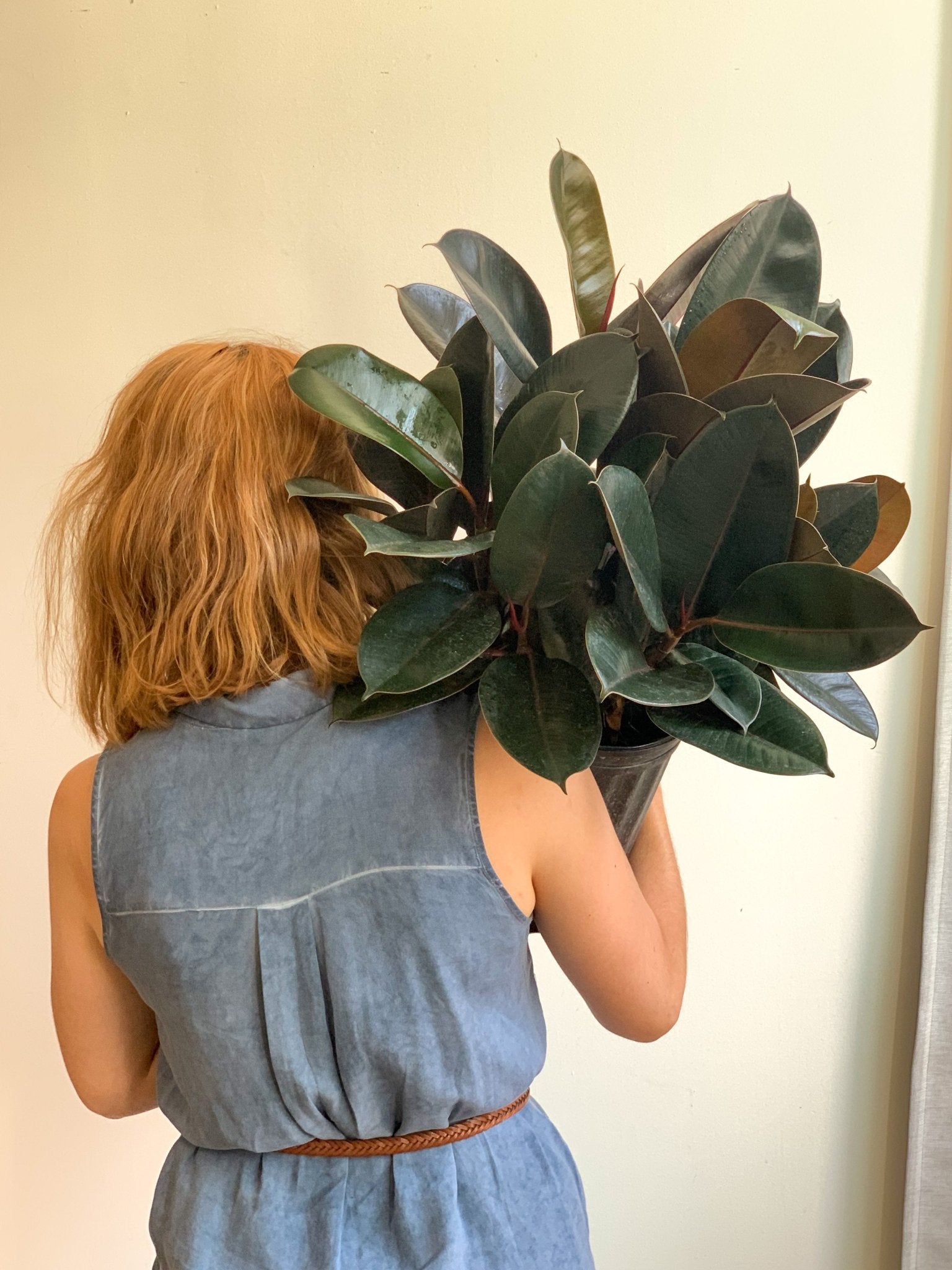 Ellie (Ficus) - Alma Plantes