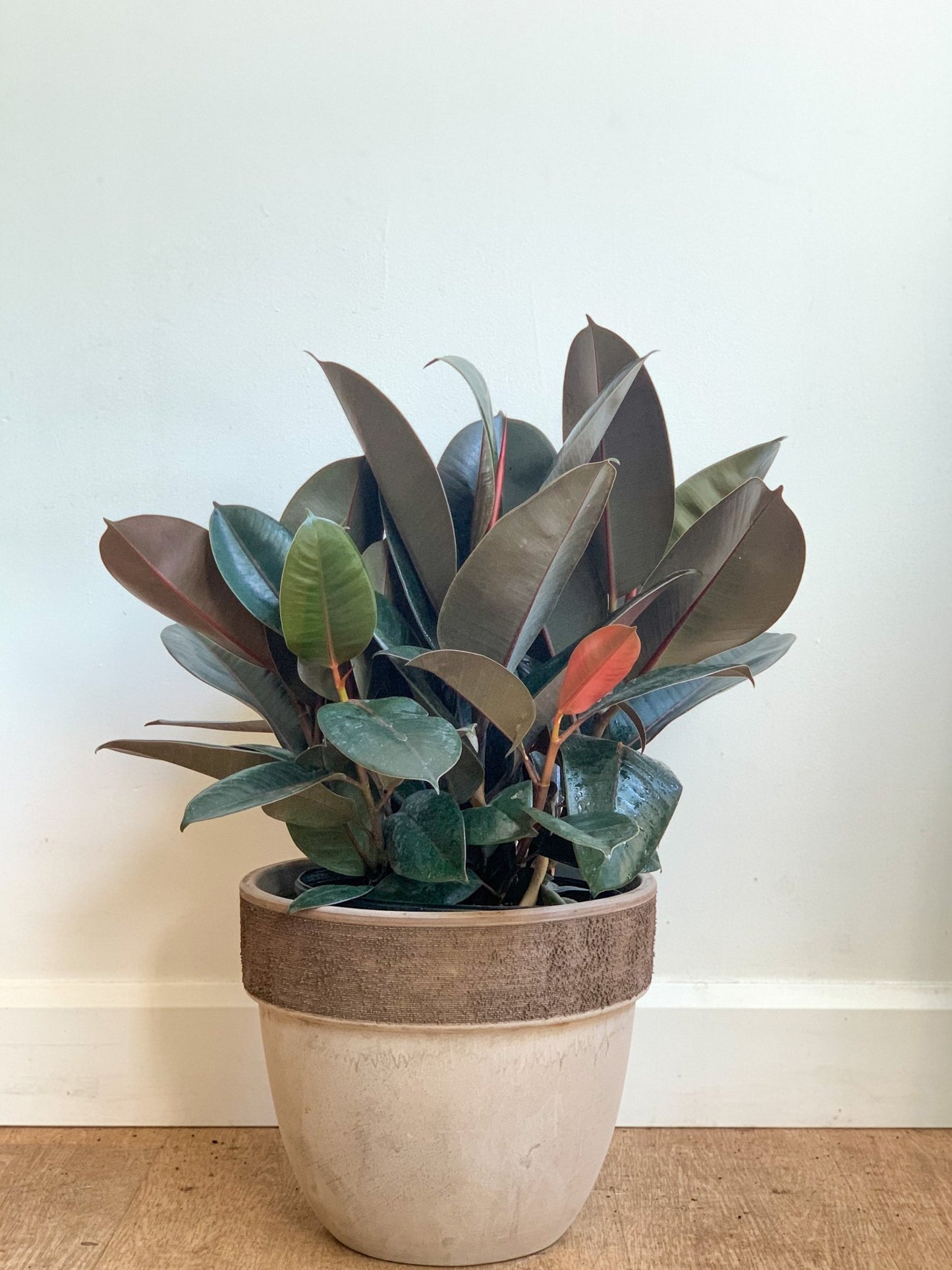 Ellie (Ficus) - Alma Plantes