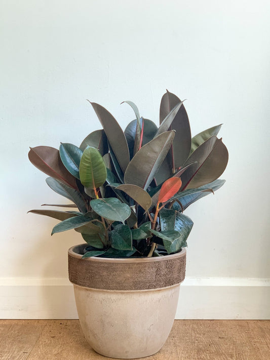 Ellie (Ficus) - Alma Plantes
