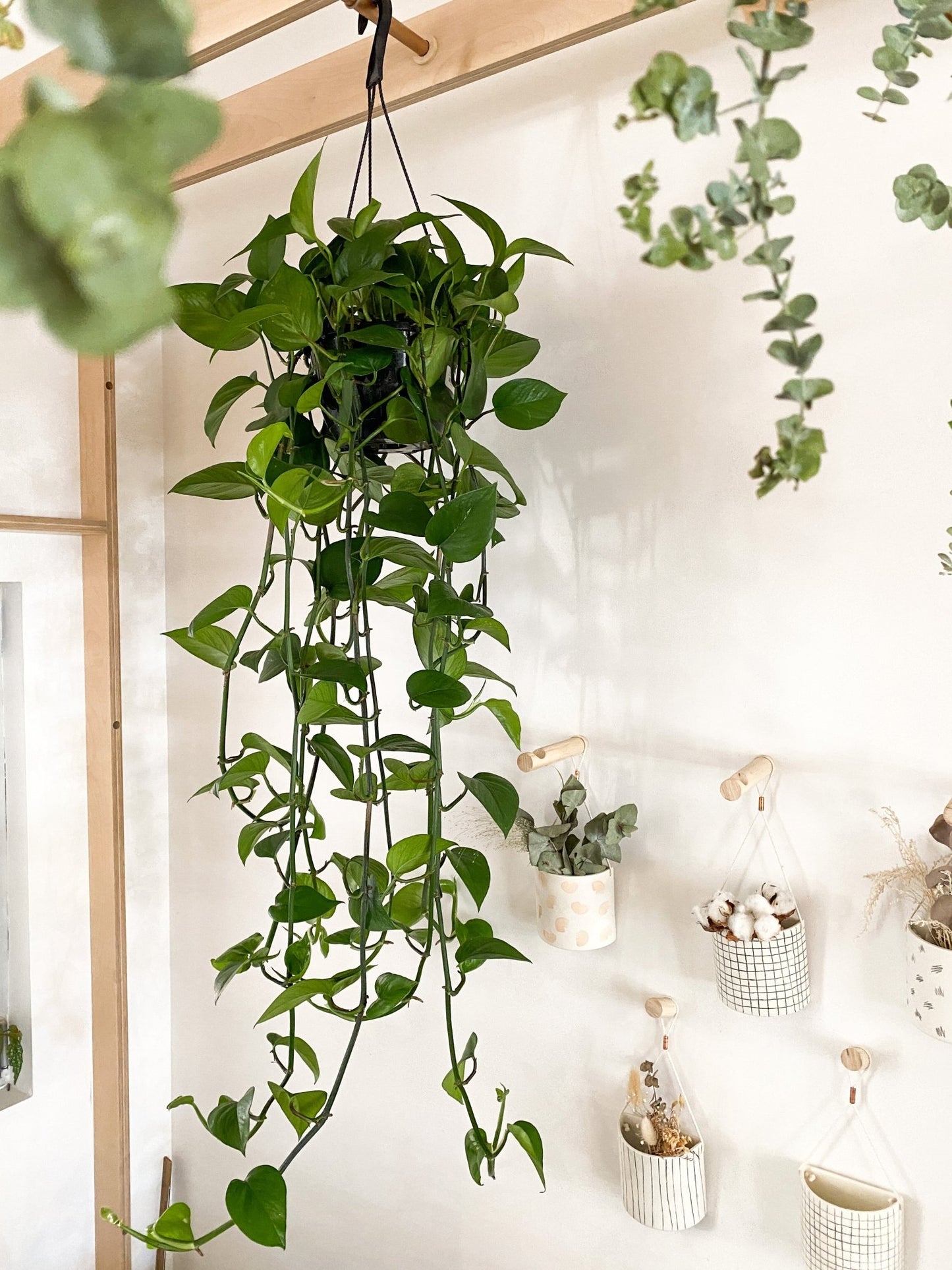 Émie - Jade (Pothos) - Alma Plantes