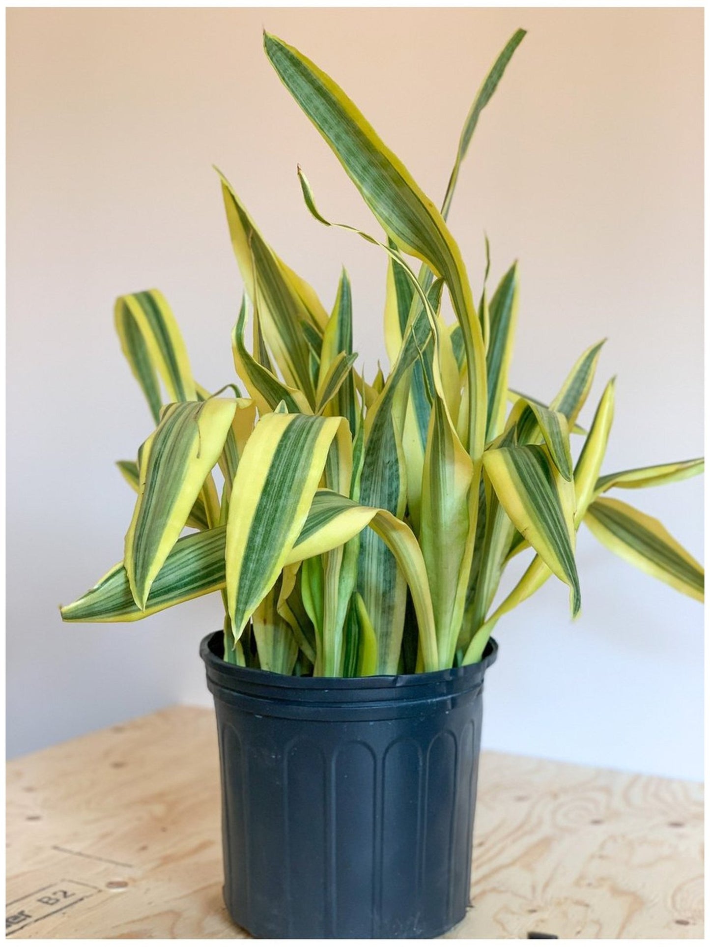 Estelle (Sansevière) - Alma Plantes