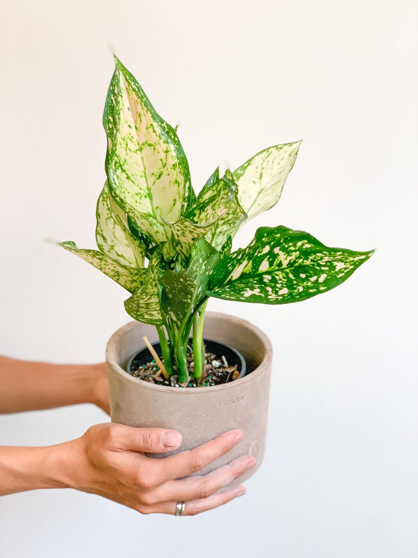 Etta (Aglaonema) - Alma Plantes
