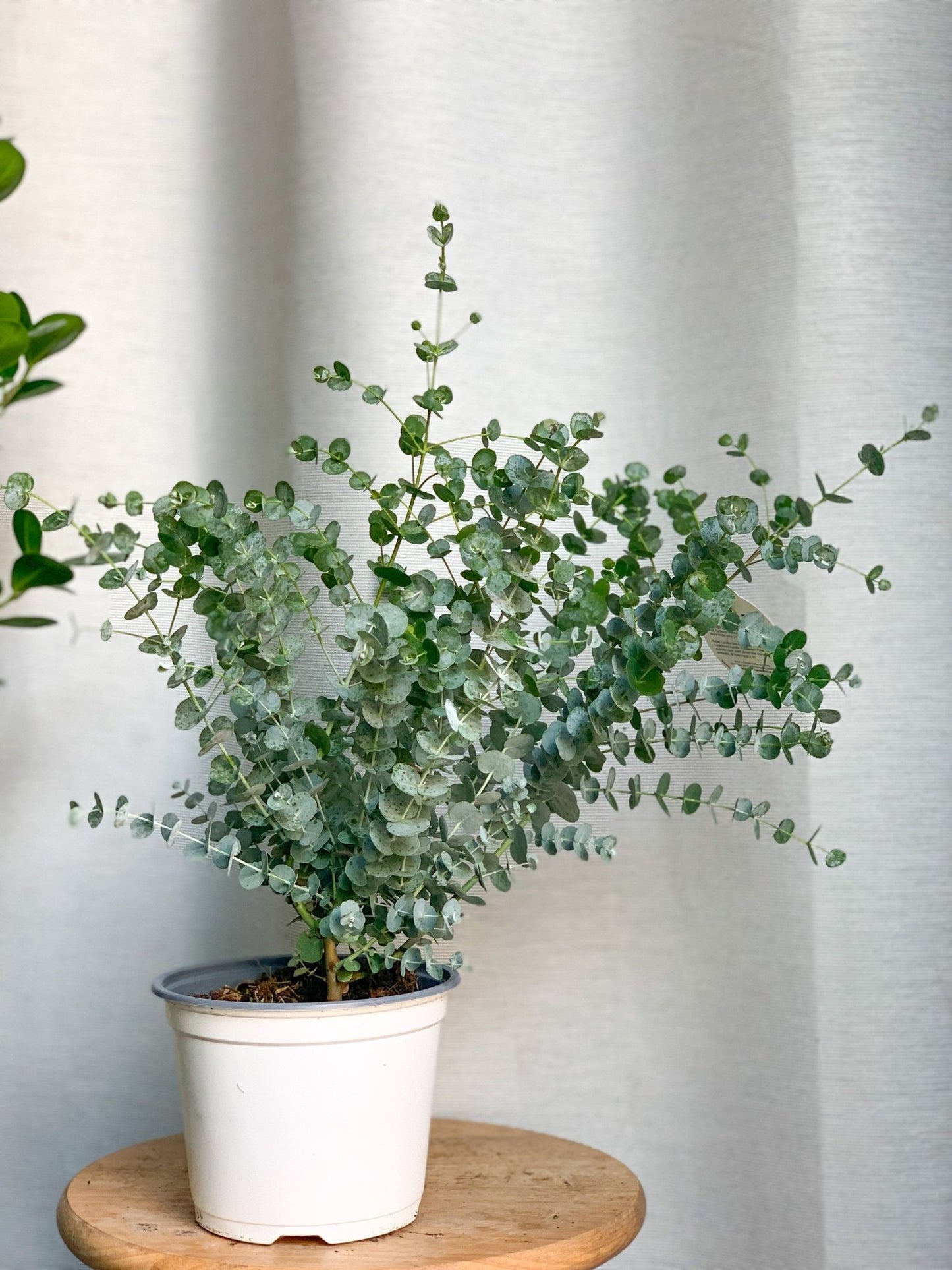 Eucalyptus en pot - Alma Plantes