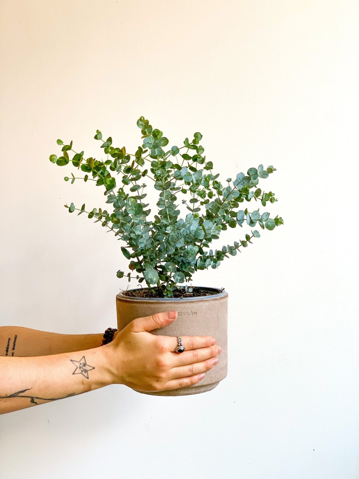 Eucalyptus en pot - Alma Plantes