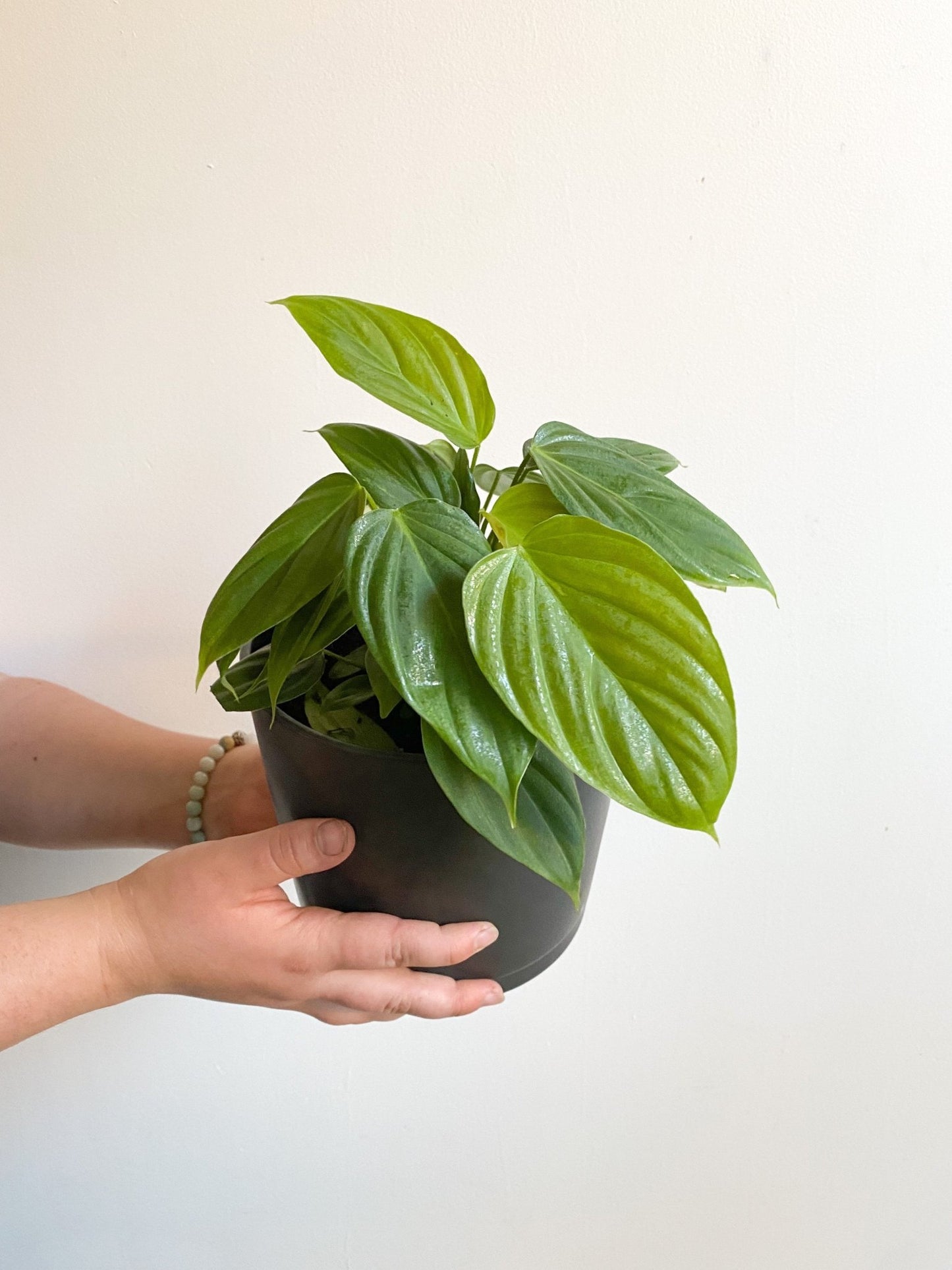 Fabio (Philodendron) - Alma Plantes