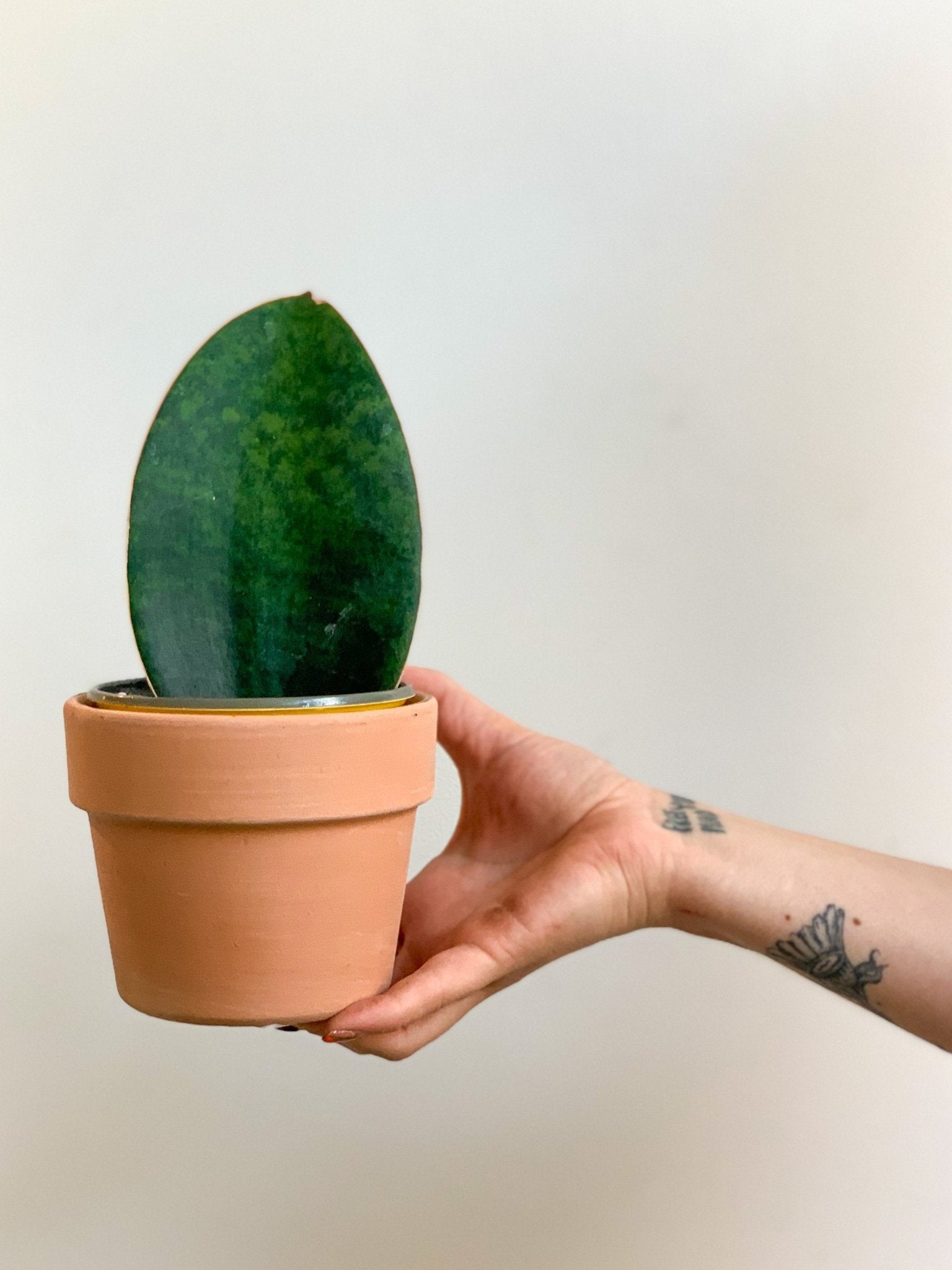 Finn (Sansevière) - Alma Plantes