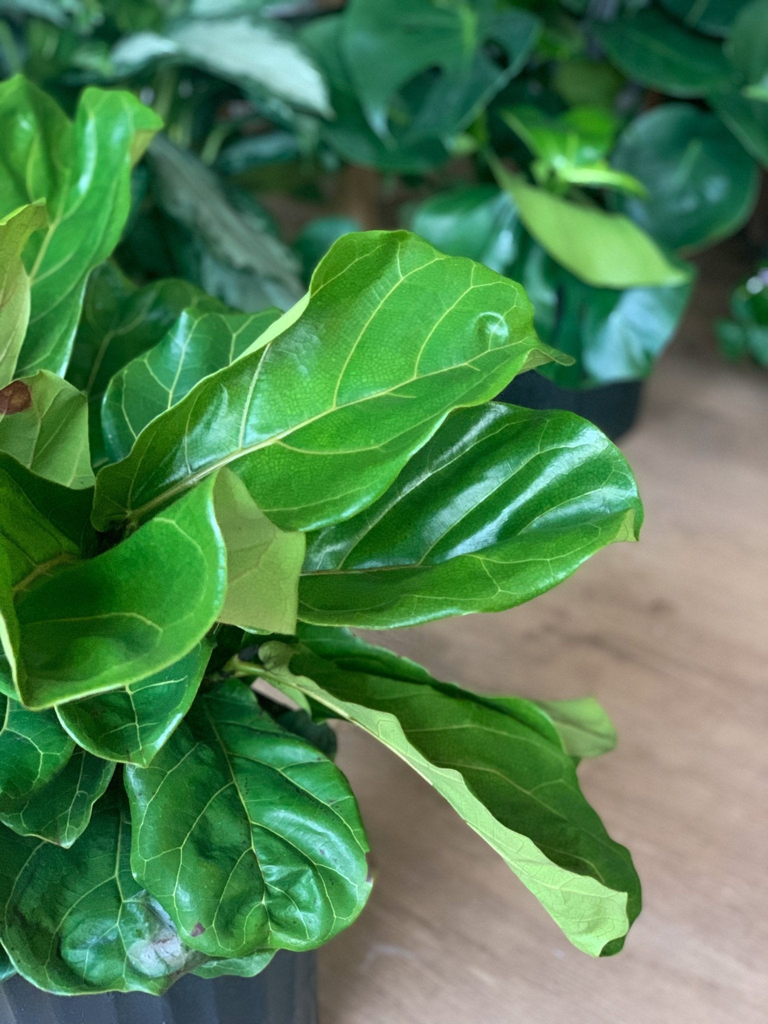 Fiona (Ficus) - Alma Plantes