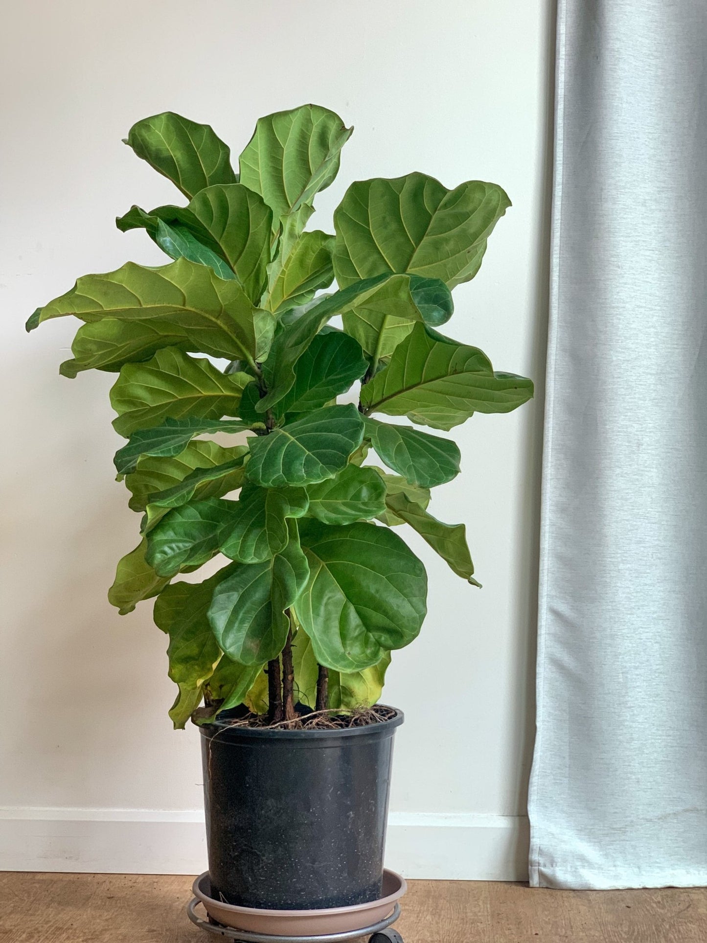Fiona (Ficus) - Alma Plantes