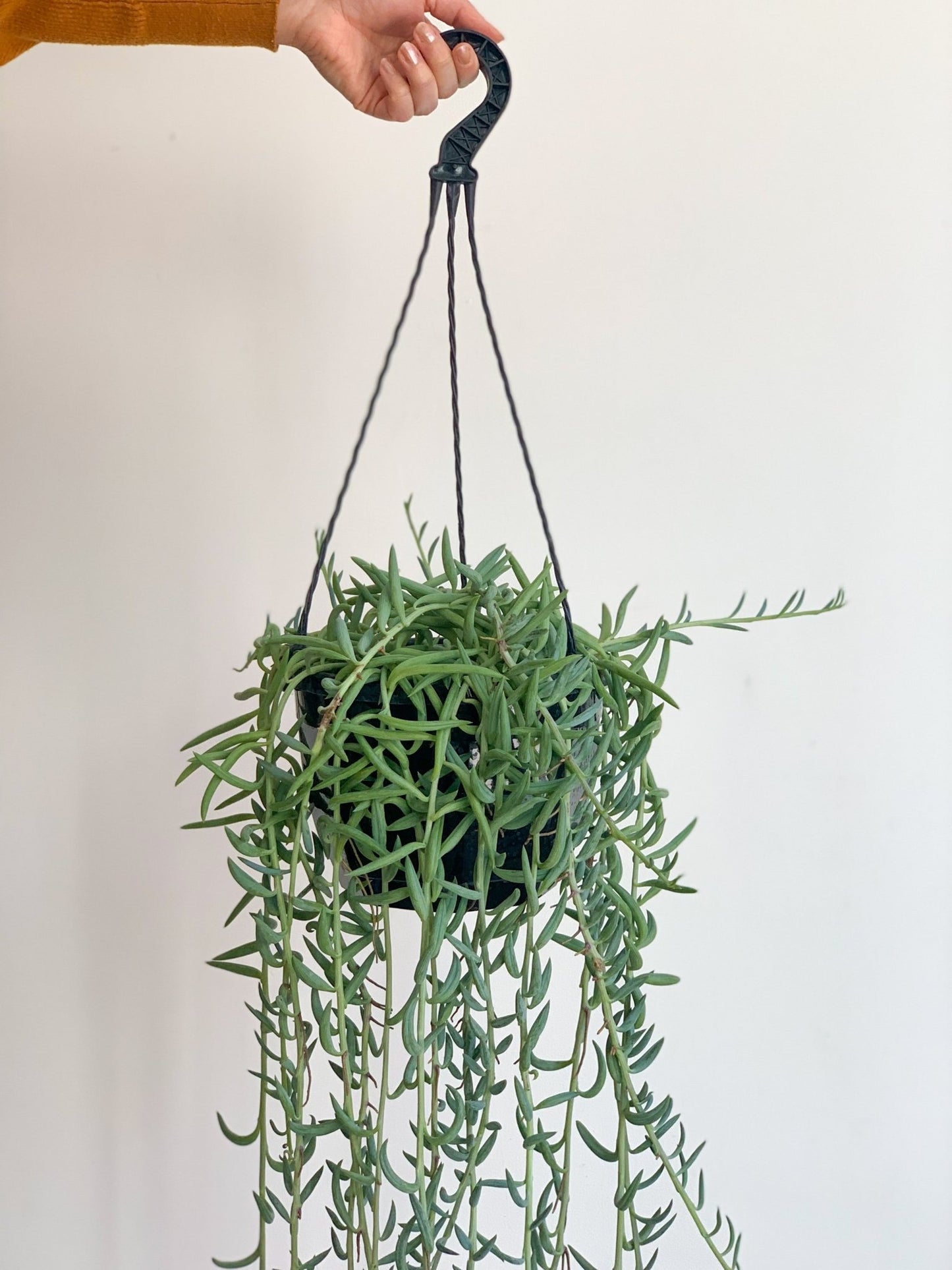 Fishy (Senecio) - Alma Plantes