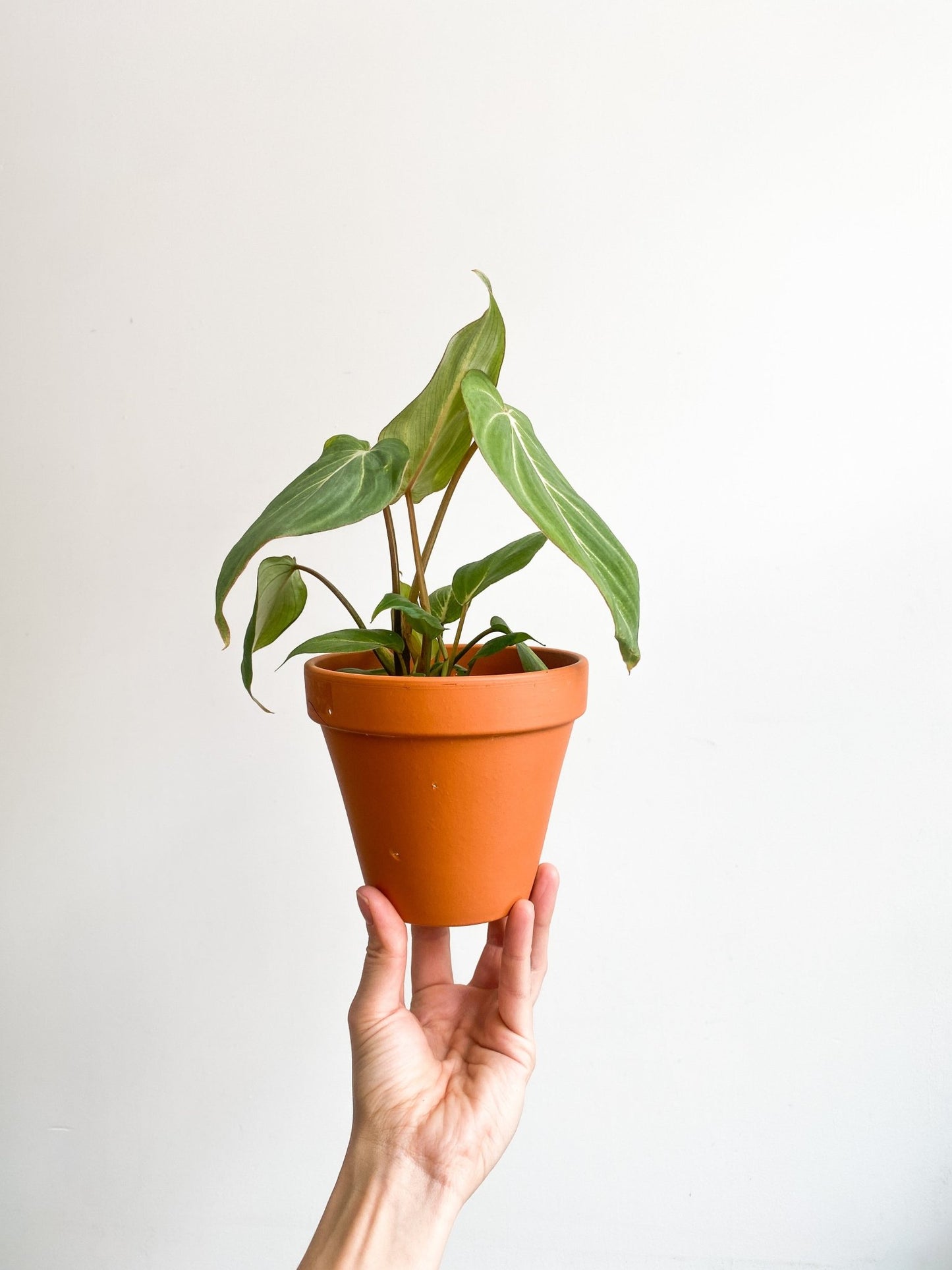 Gloriosum (Philodendron) - Alma Plantes