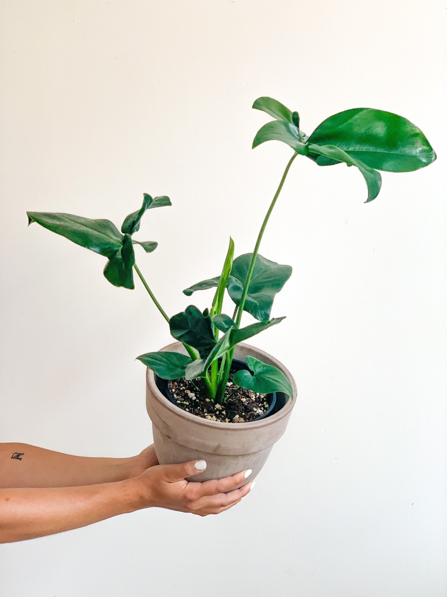 philodendron goldie Goldie (Philodendron) – Alma Plantes