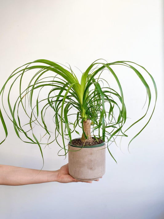 Guatemala (Beaucarnea) - Alma Plantes