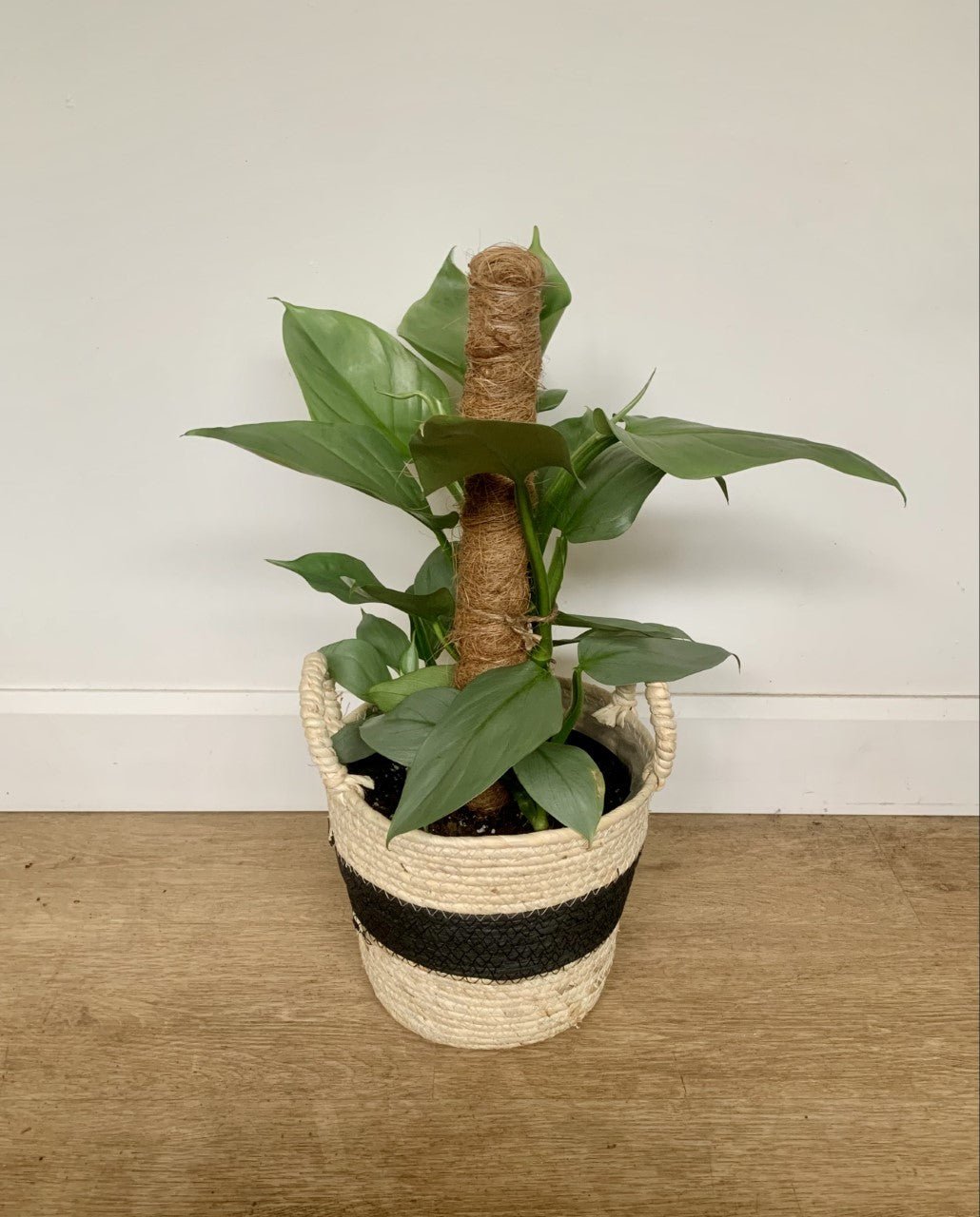 Hassim (Philodendron) - Alma Plantes