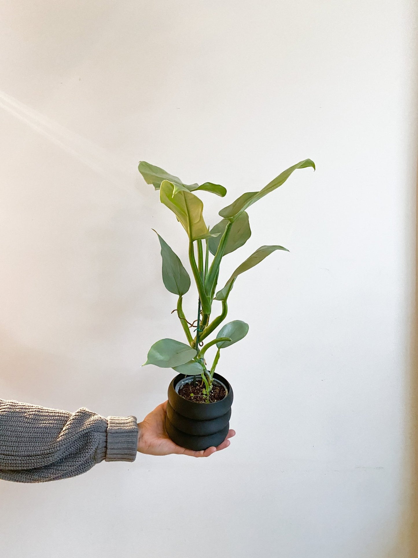 Hassim (Philodendron) - Alma Plantes