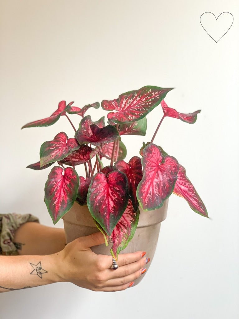 Henriette (Caladium) - Alma Plantes