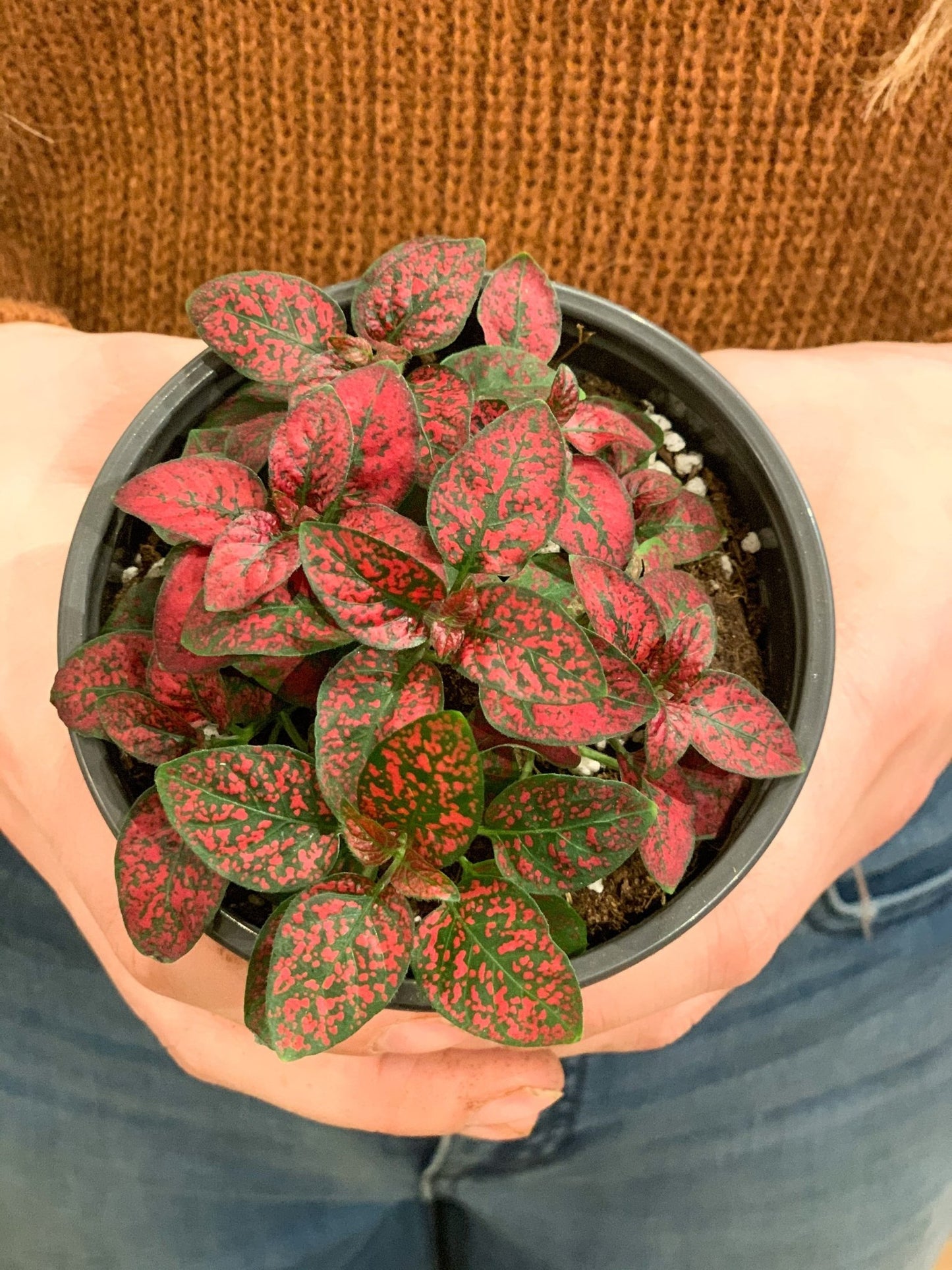 Hippy (Hypoestes) - Alma Plantes