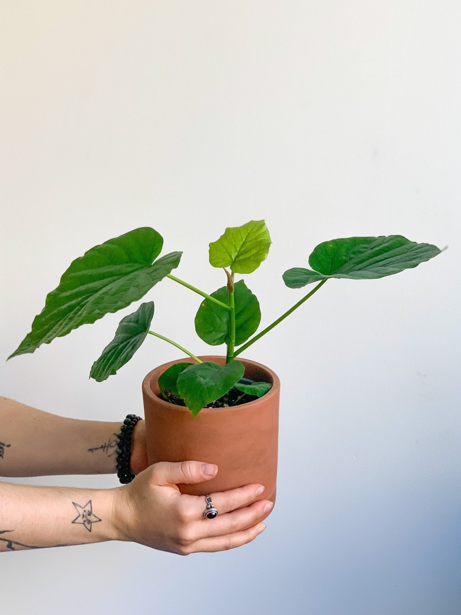 Hubert (Ficus) - Alma Plantes