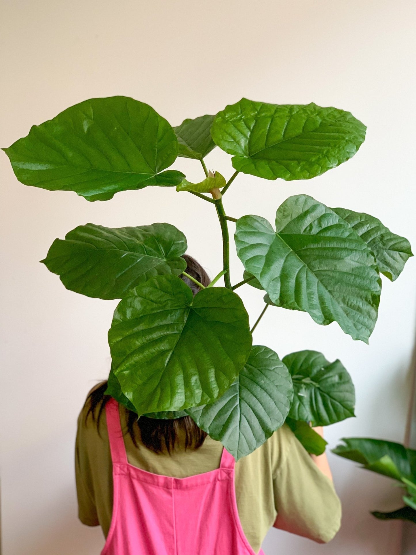 Hubert (Ficus) - Alma Plantes