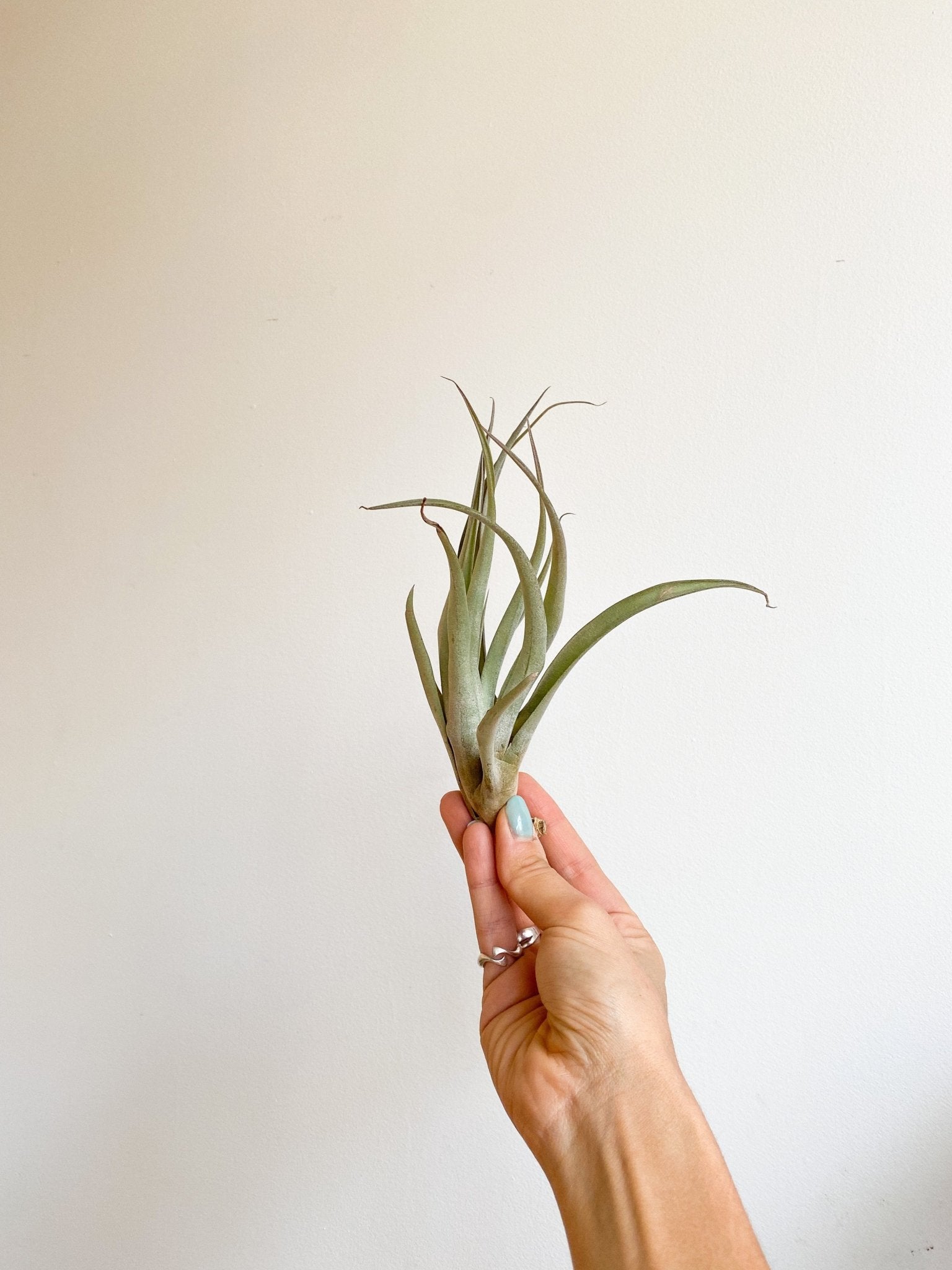 Ian (Tillandsia) - Alma Plantes