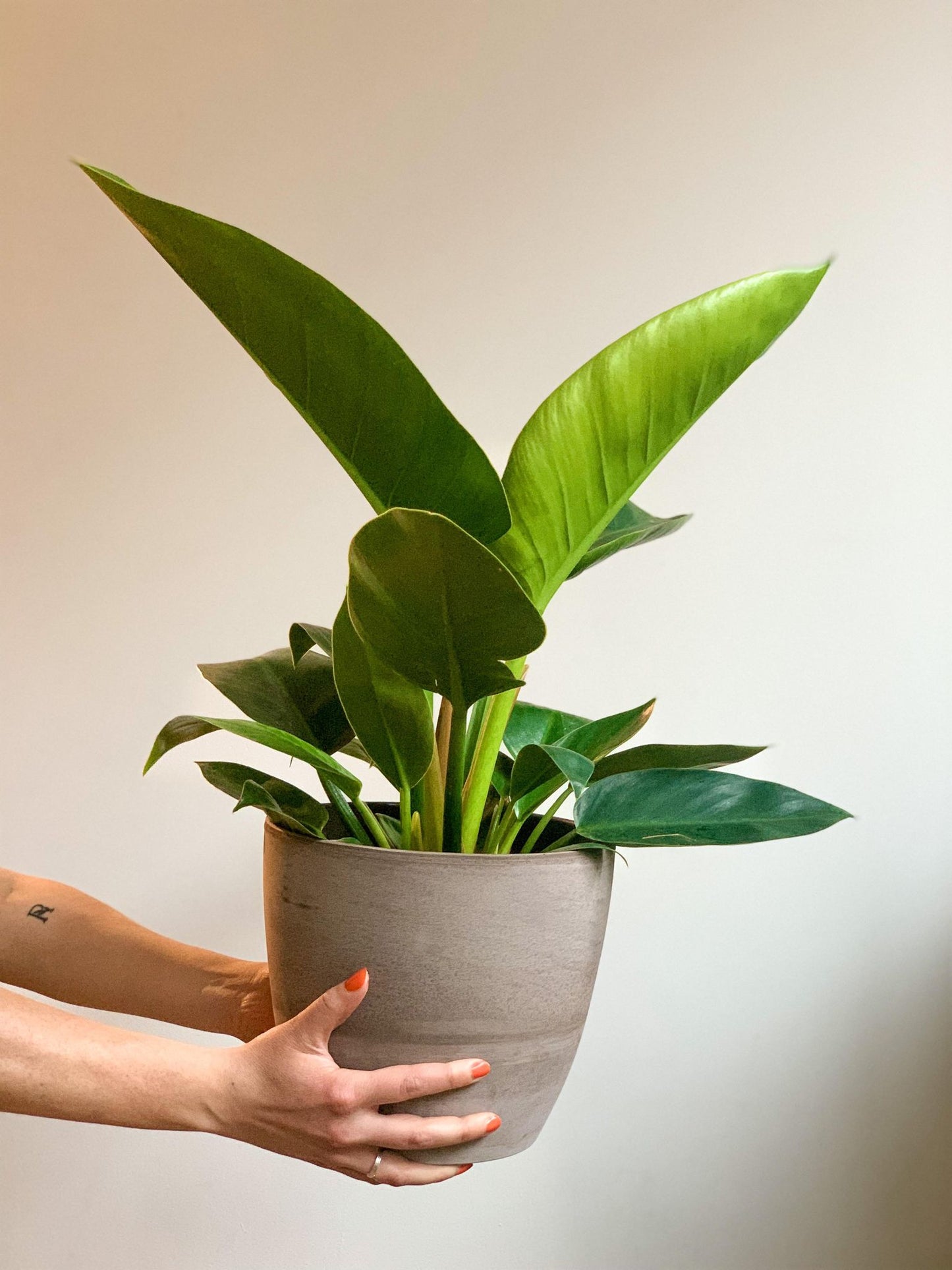 Ignacio (Philodendron) - Alma Plantes