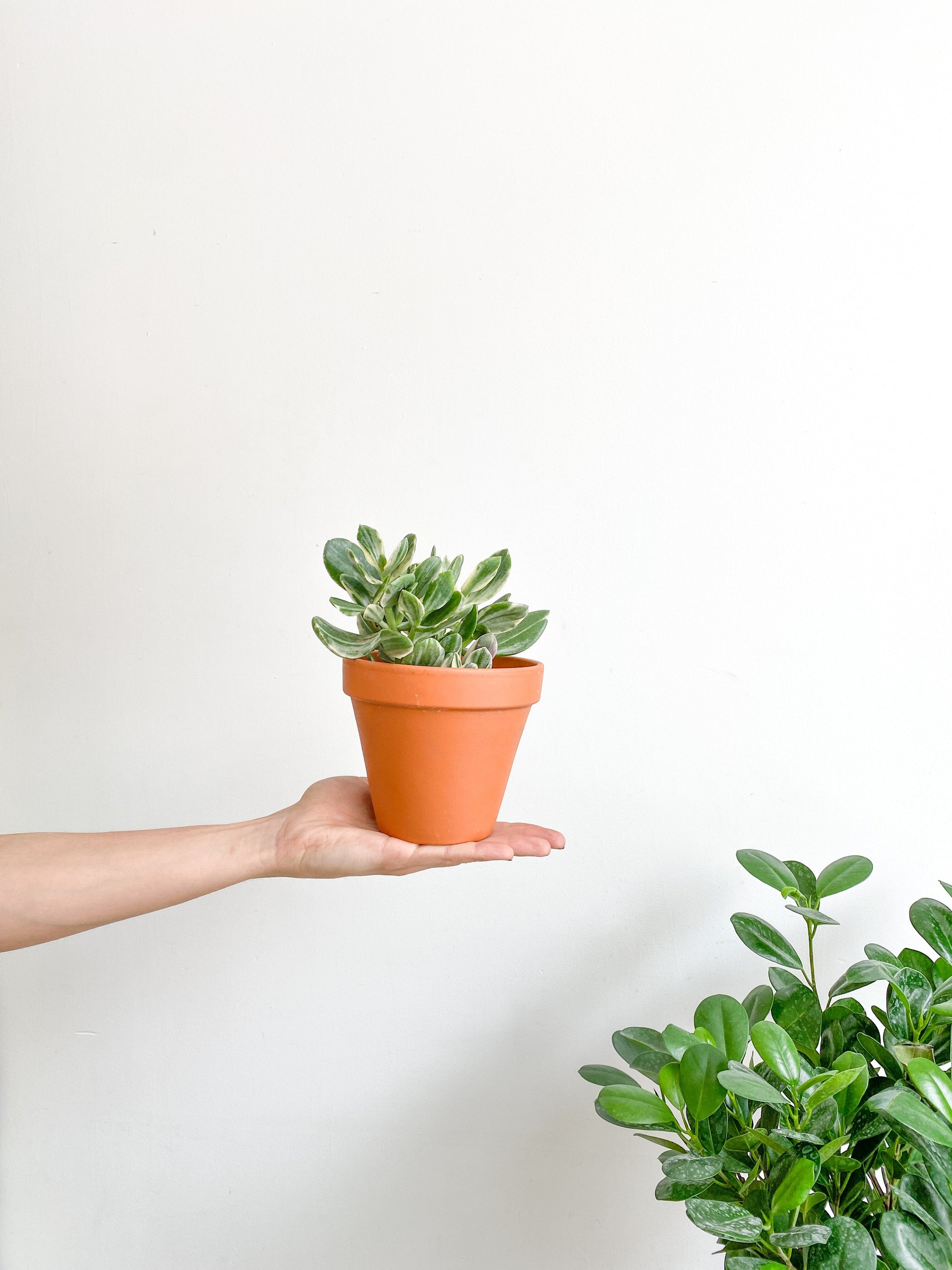 Jade (Crassula) - 4 po. panaché