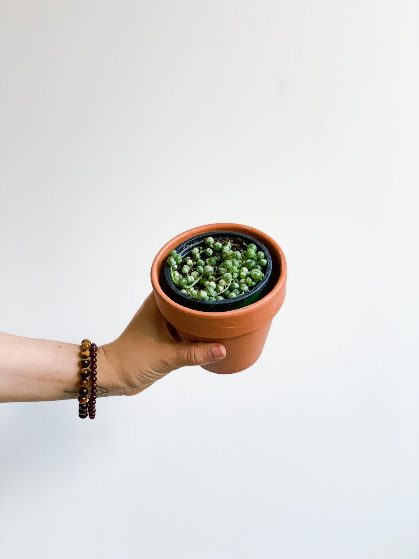Miss Binnette (Senecio)