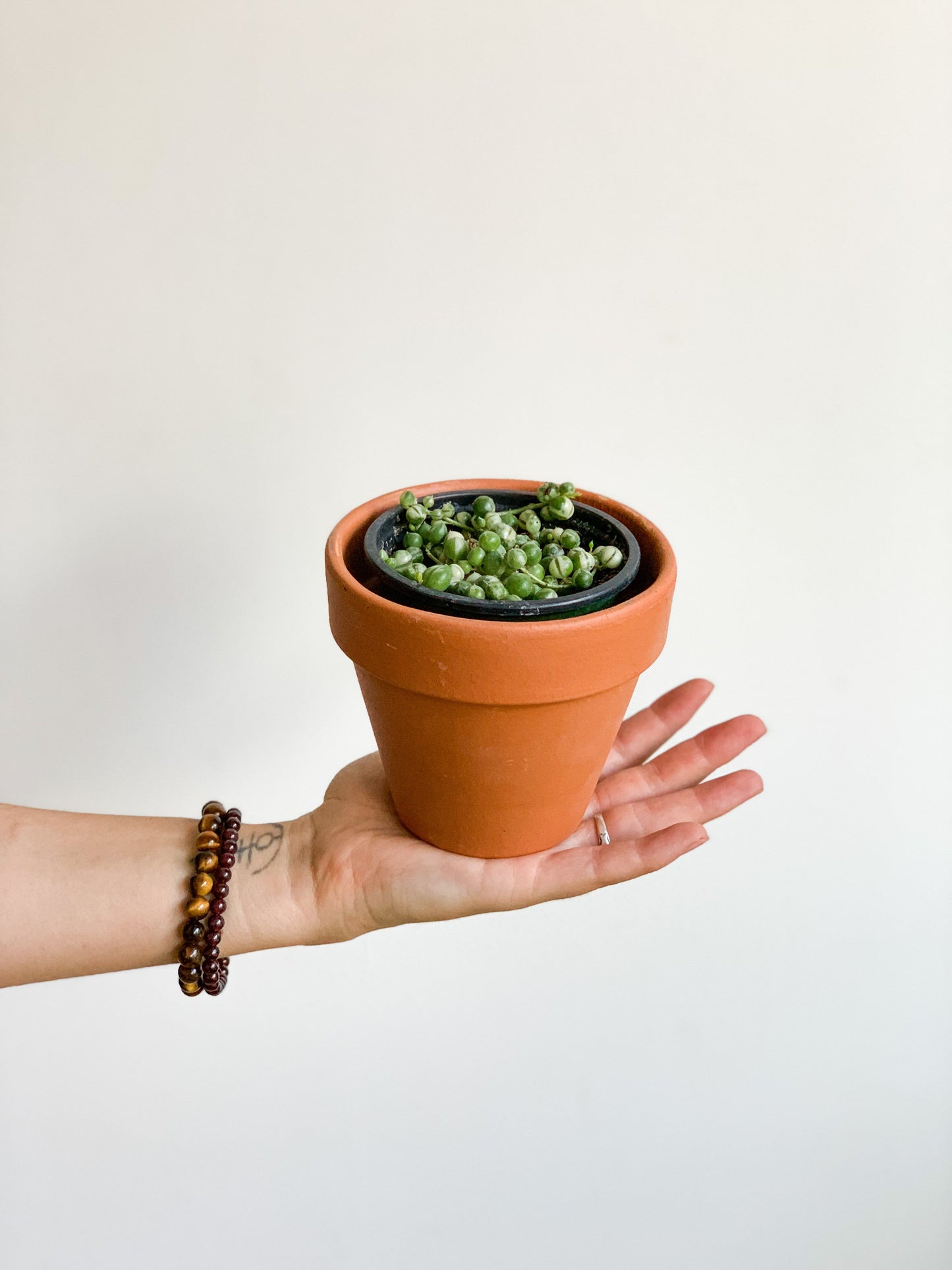 Miss Binnette (Senecio)