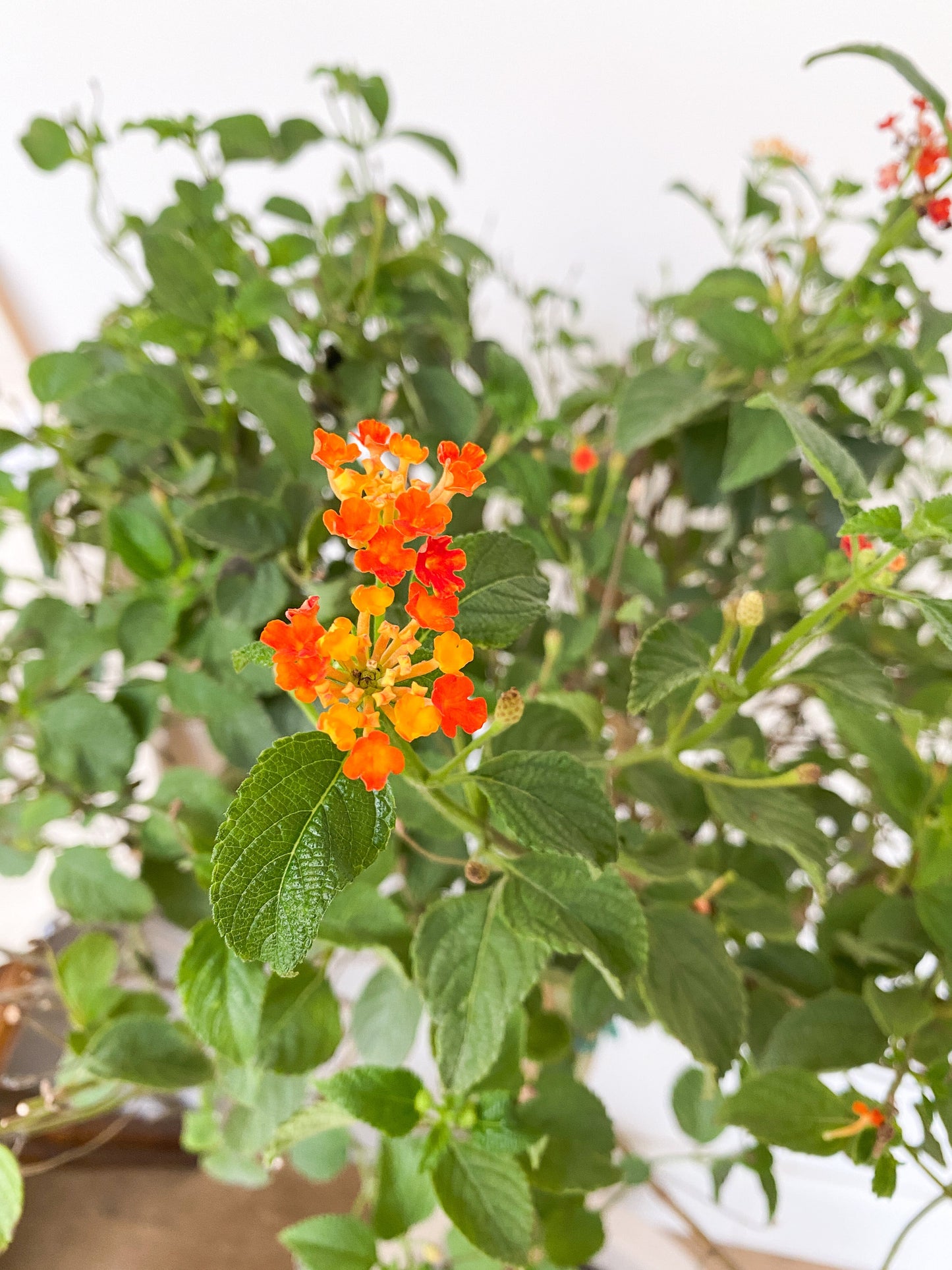 Adèle (Lantana) - 10 po. sur tige