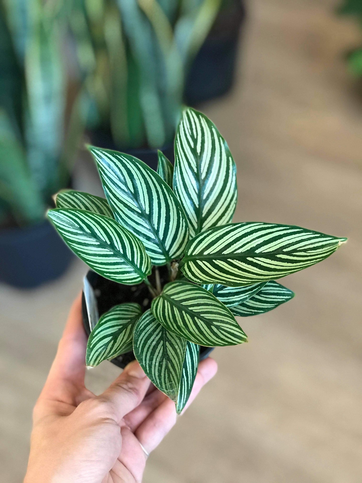 Marjorie (Calathea) 4 Po. Plantes