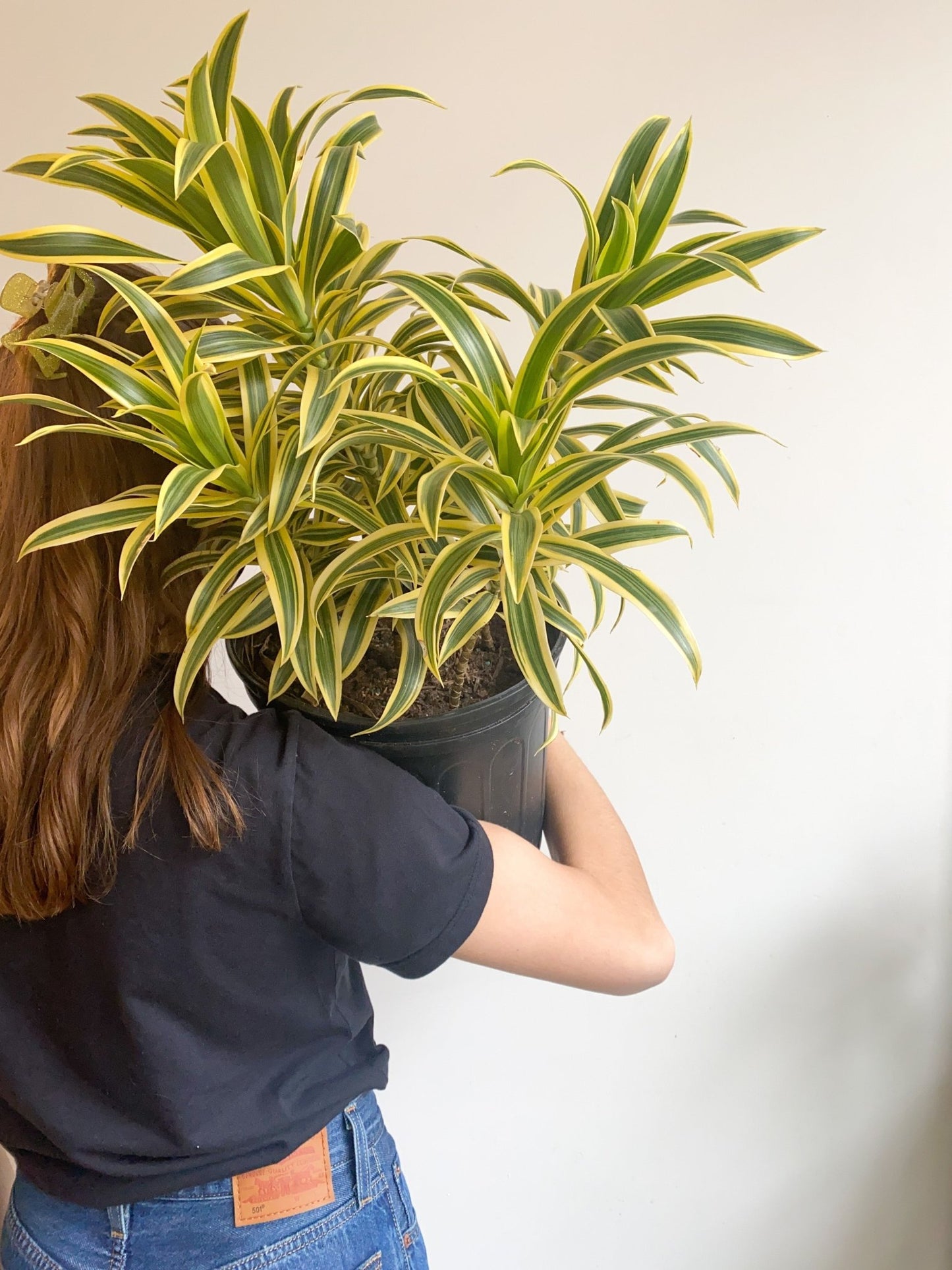 India (Pleomele) - Alma Plantes