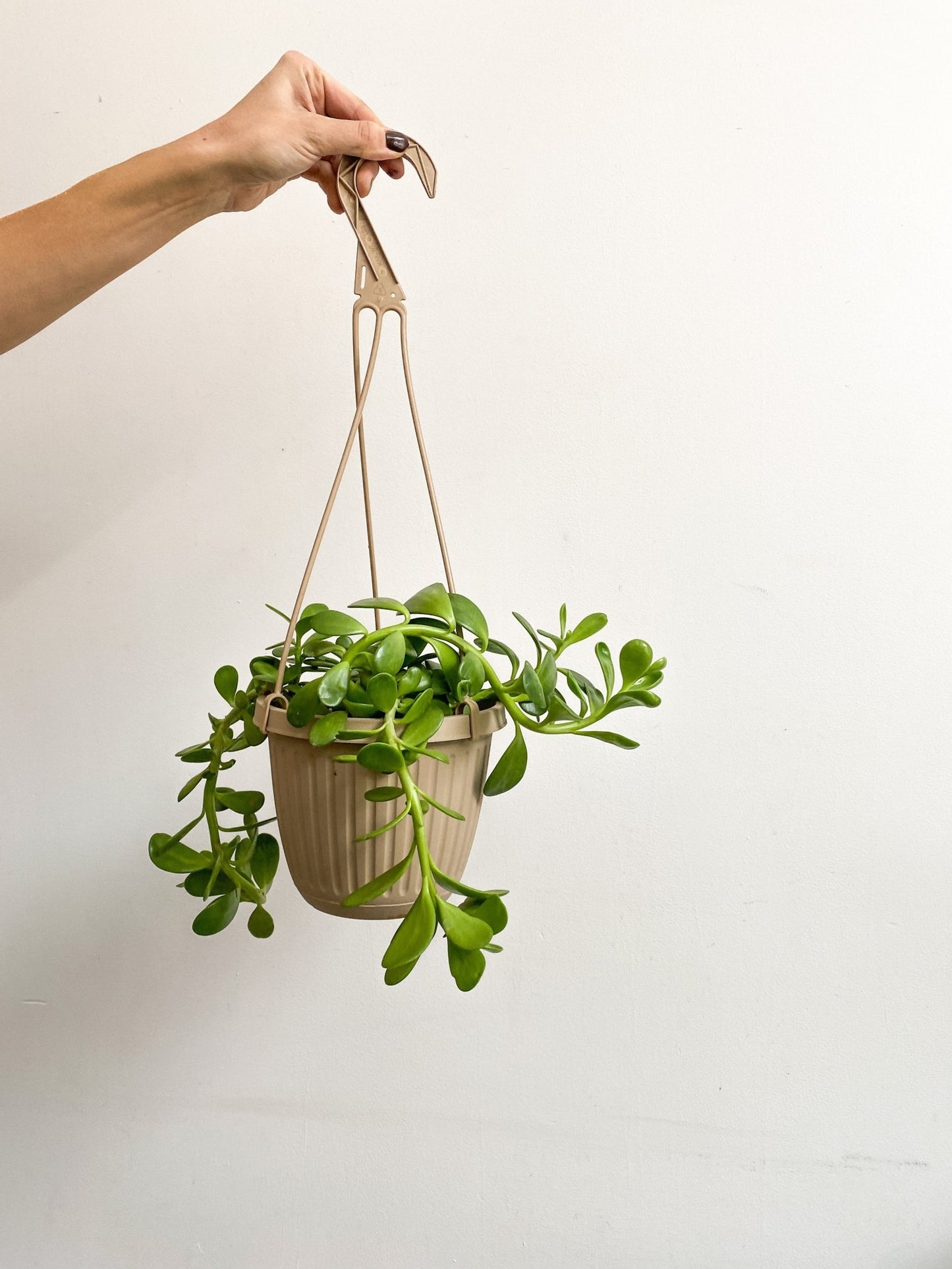 Jacob (Senecio) - Alma Plantes