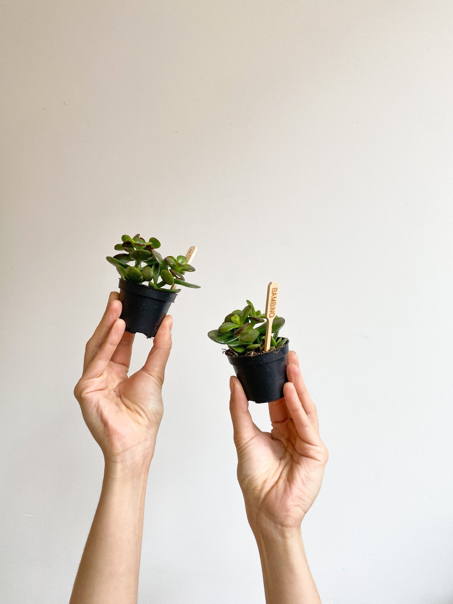 Jade (Crassula) - Alma Plantes